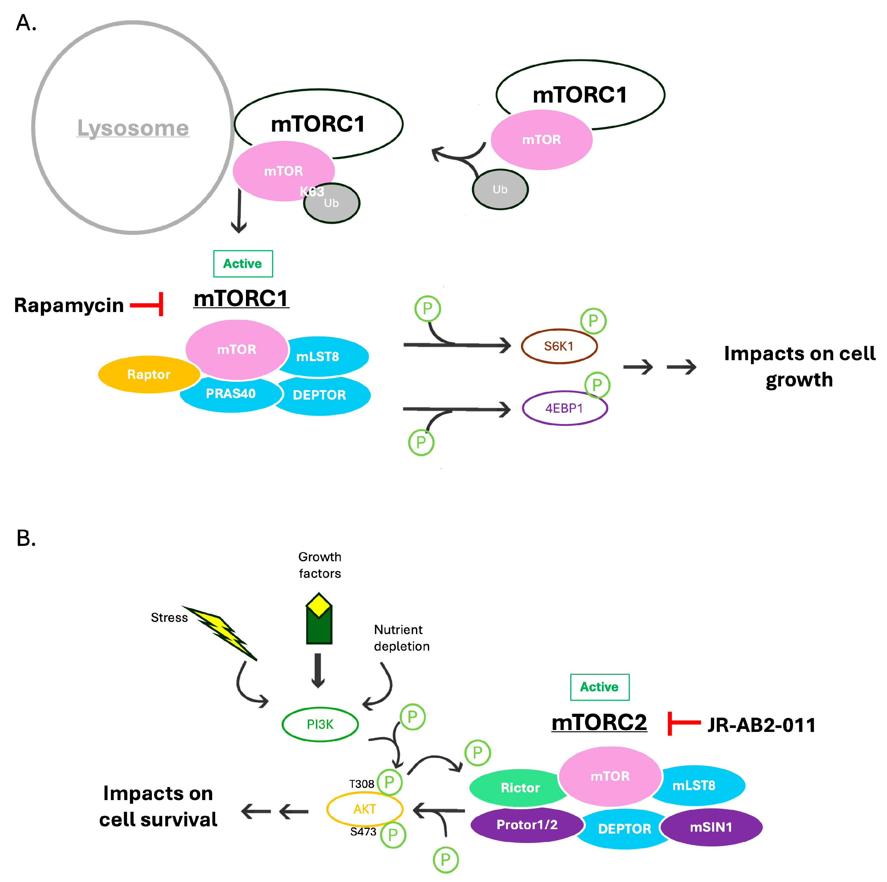 Viruses 17 01139 g001