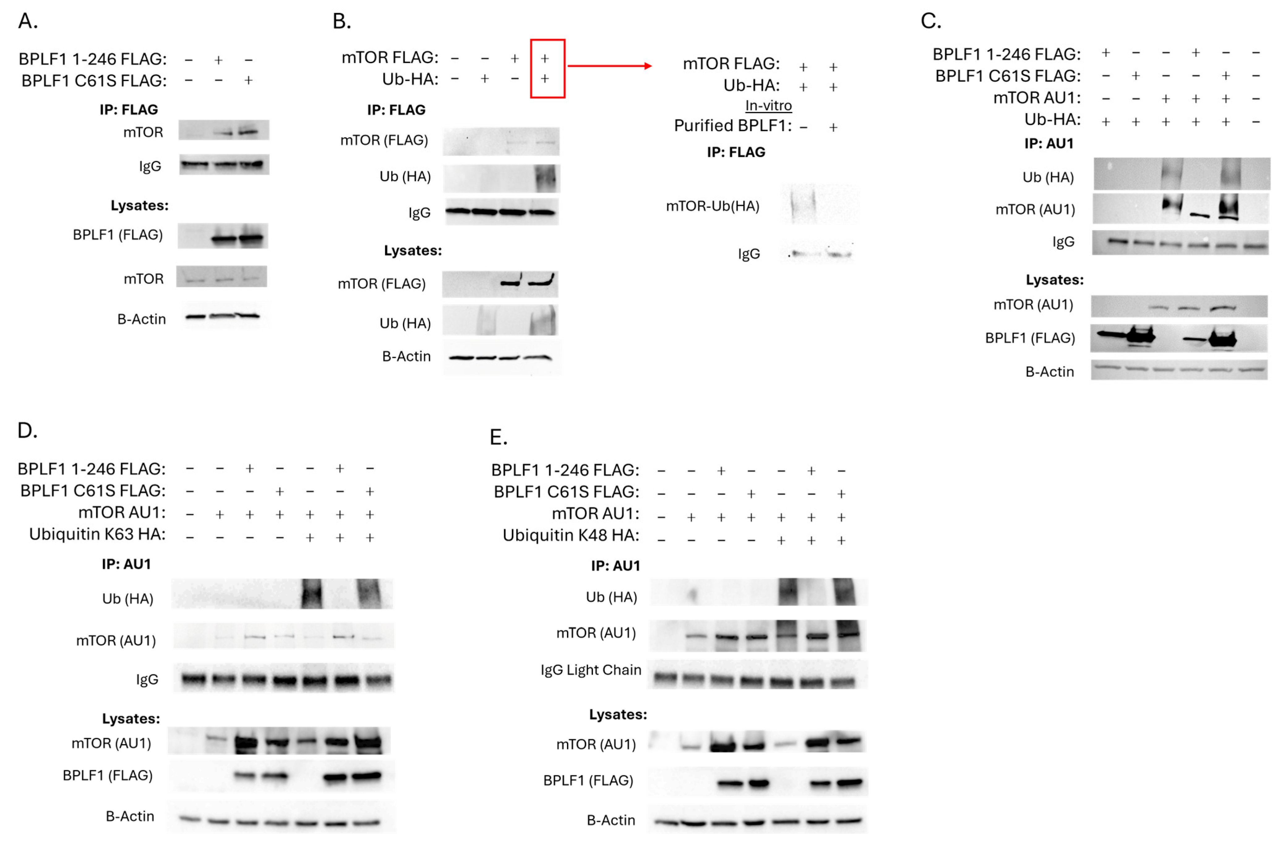 Viruses 17 01139 g003