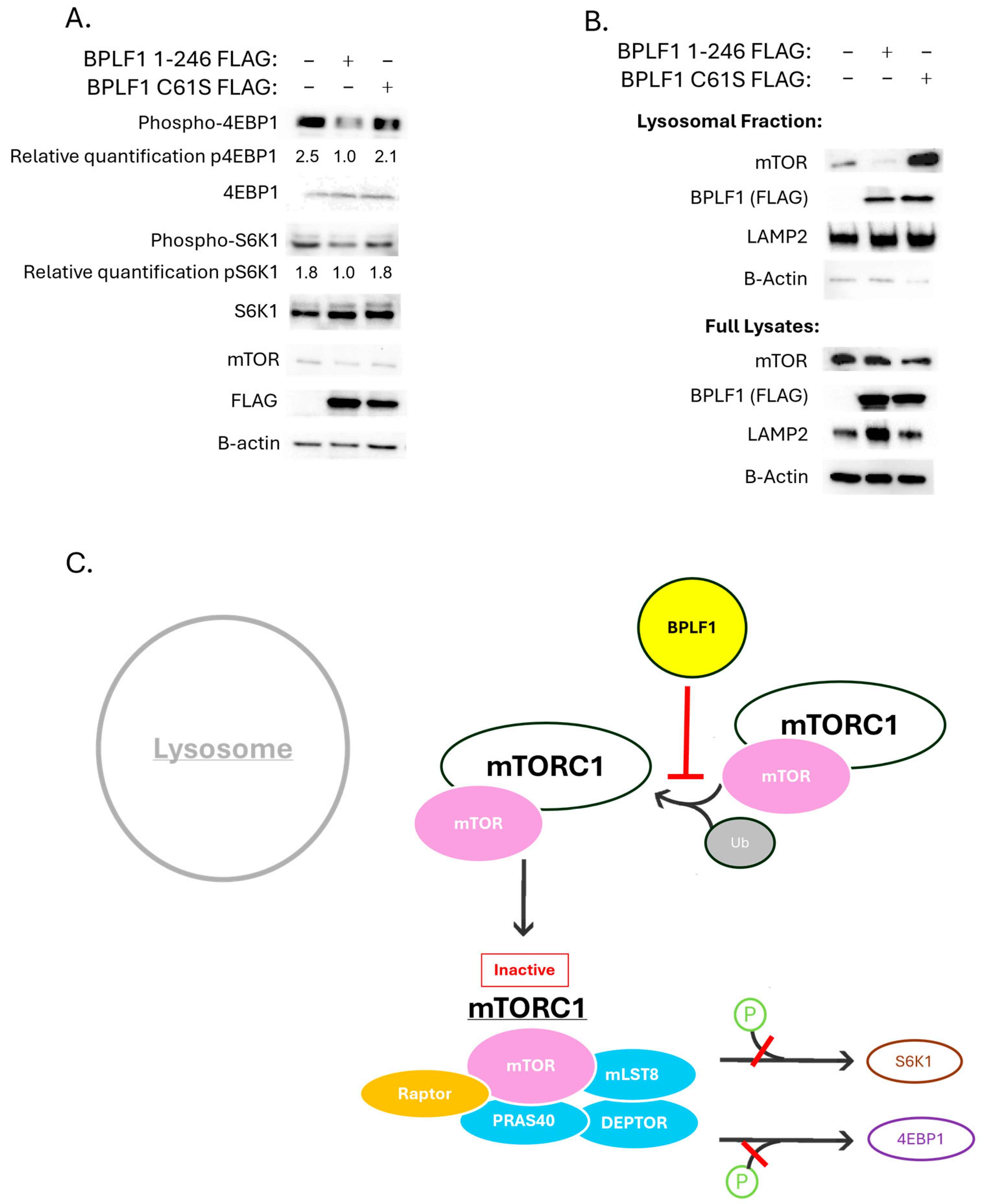 Viruses 17 01139 g004