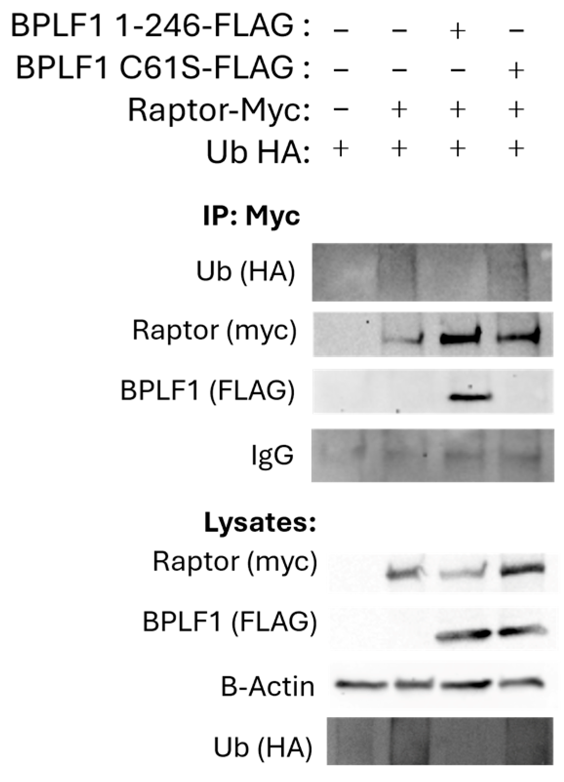 Viruses 17 01139 g005