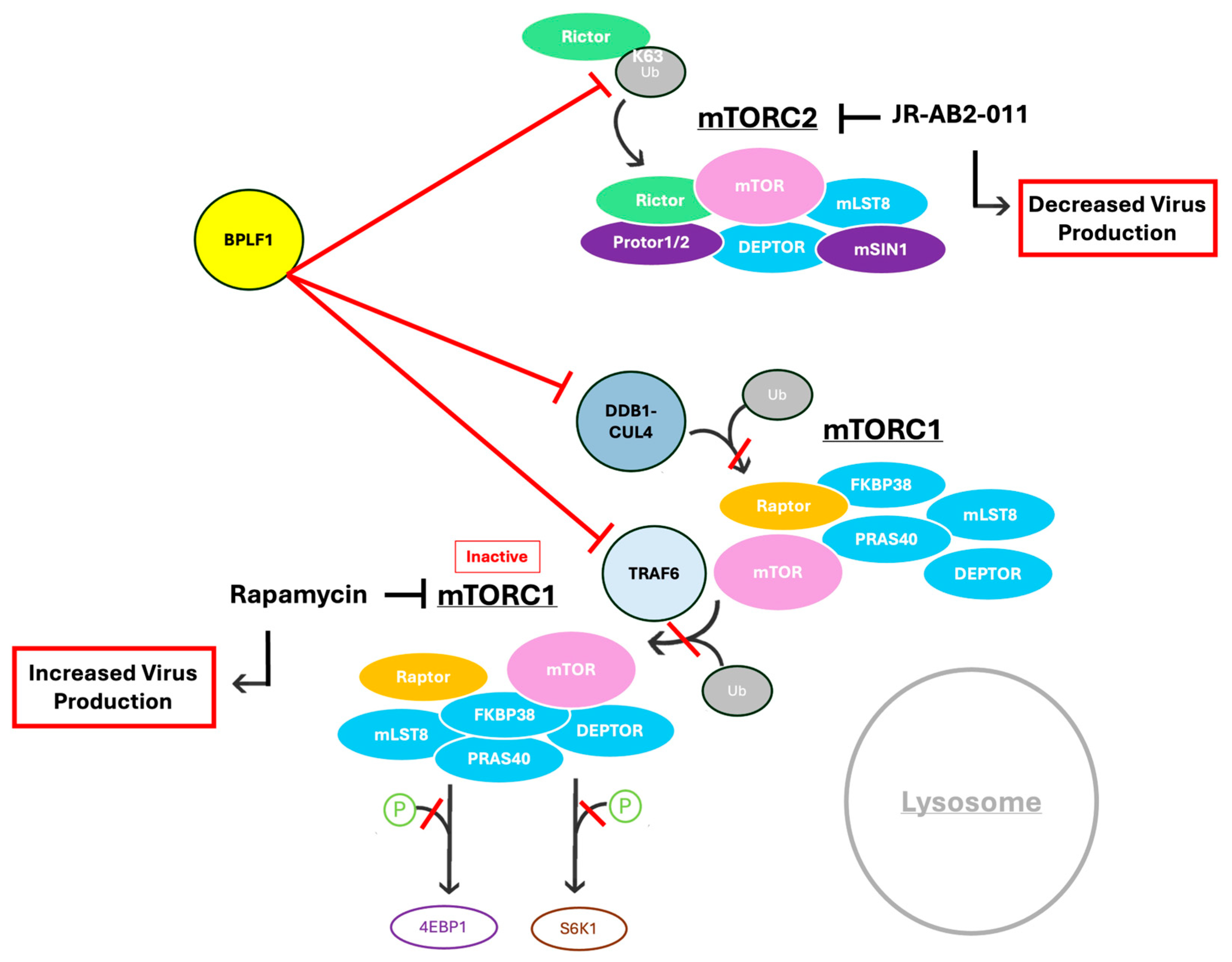Viruses 17 01139 g009