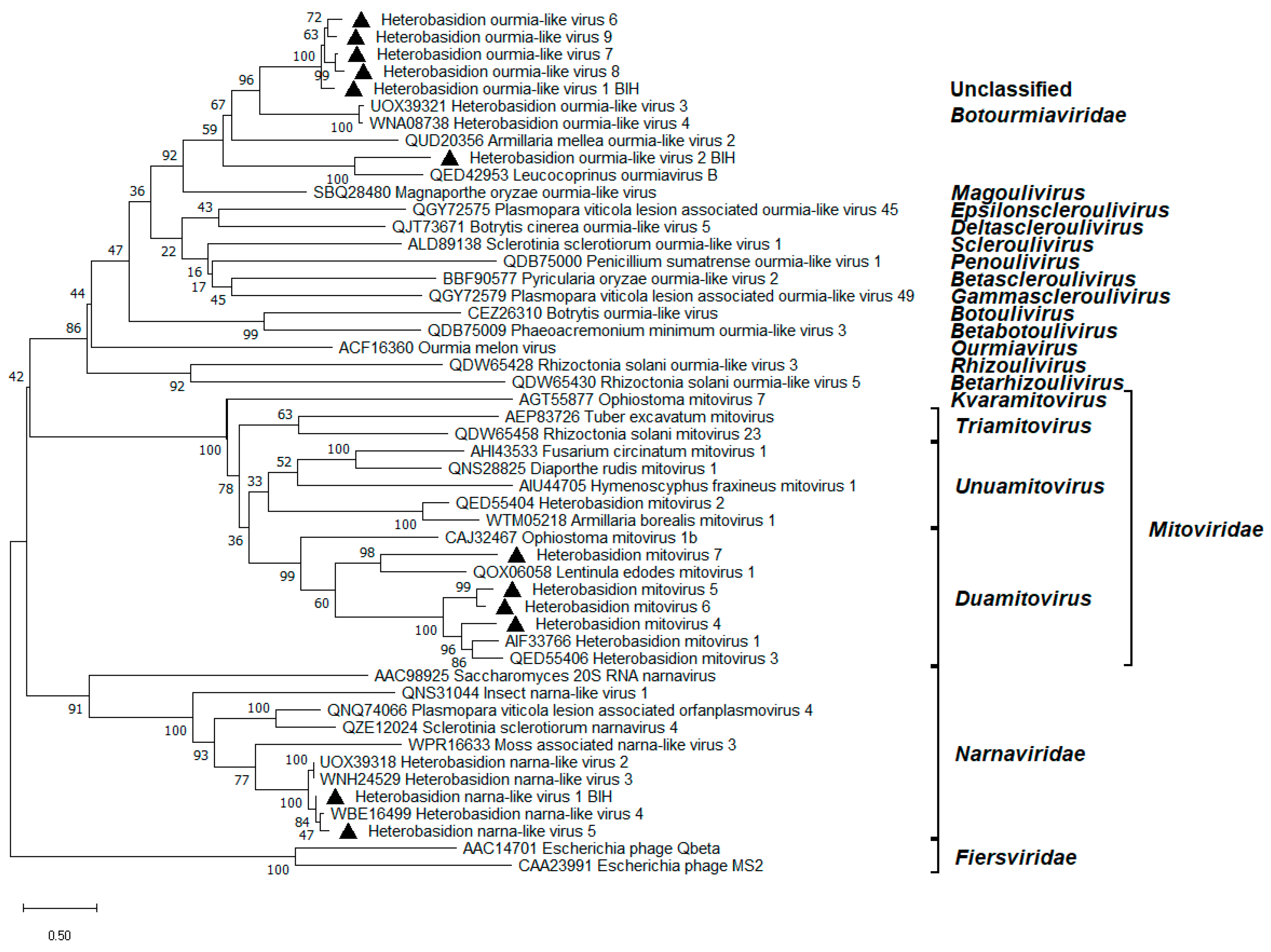 Viruses 17 01144 g004 Viruses 17 01144 g004