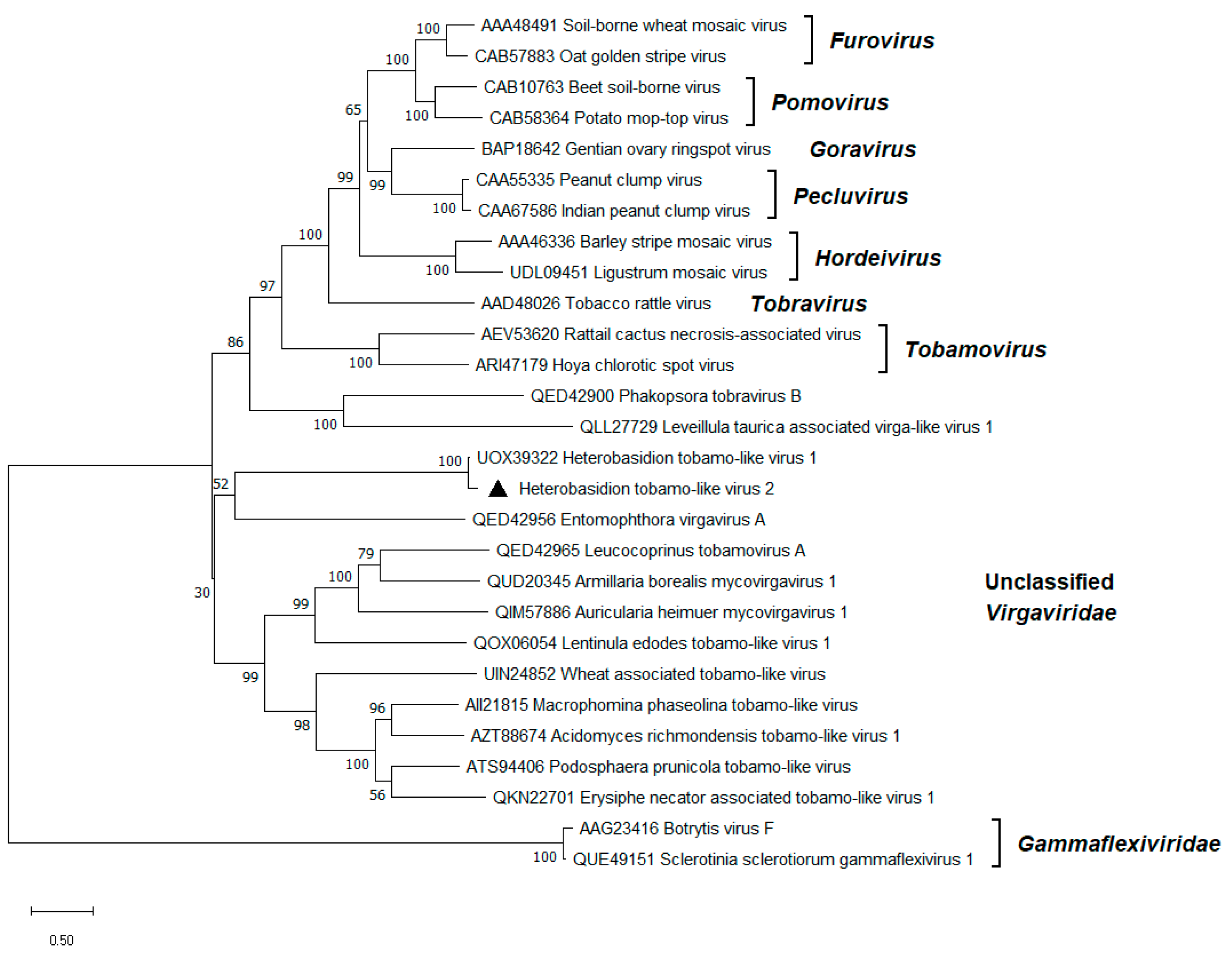 Viruses 17 01144 g005 Viruses 17 01144 g005