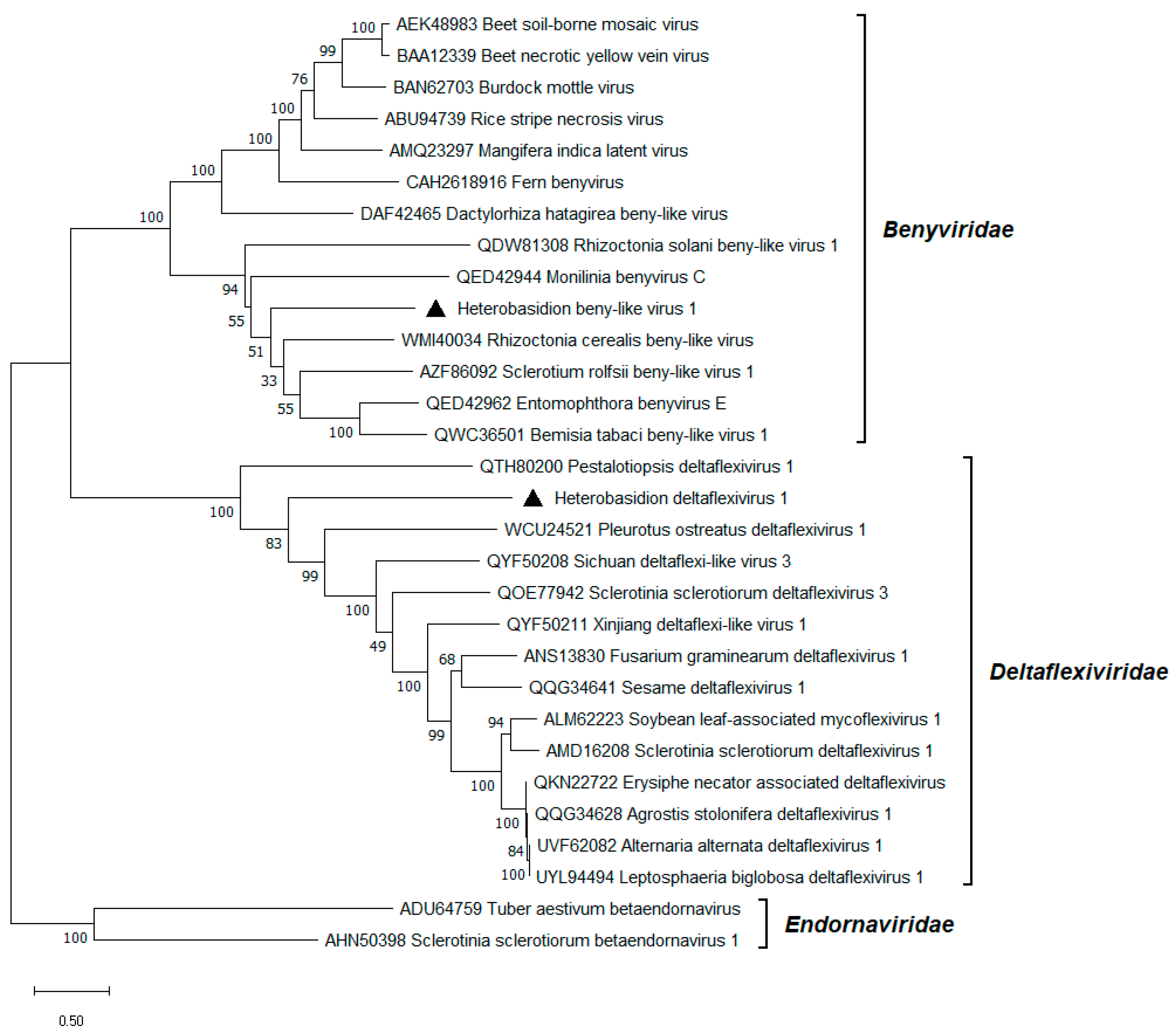 Viruses 17 01144 g006 Viruses 17 01144 g006