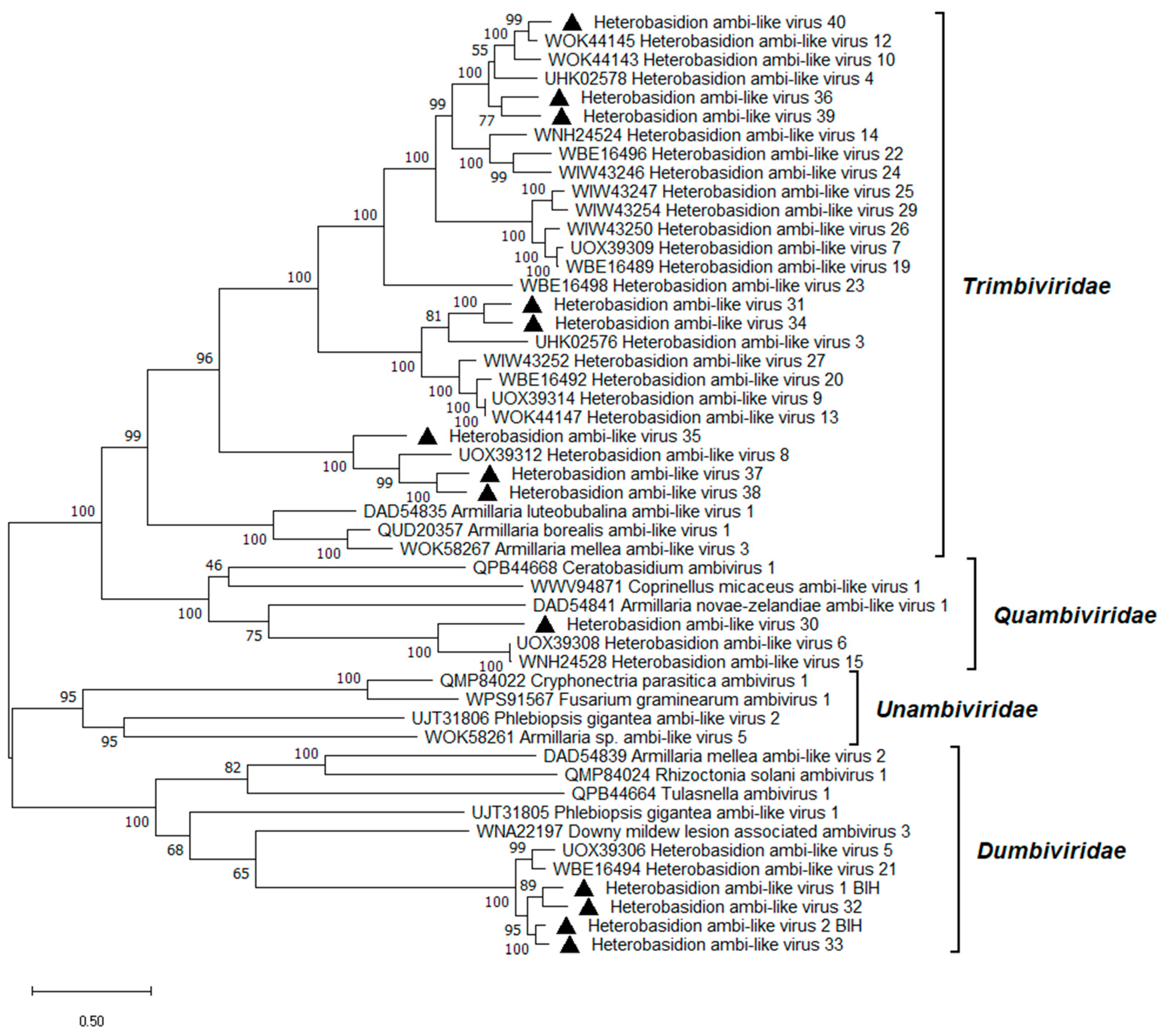 Viruses 17 01144 g007 Viruses 17 01144 g007