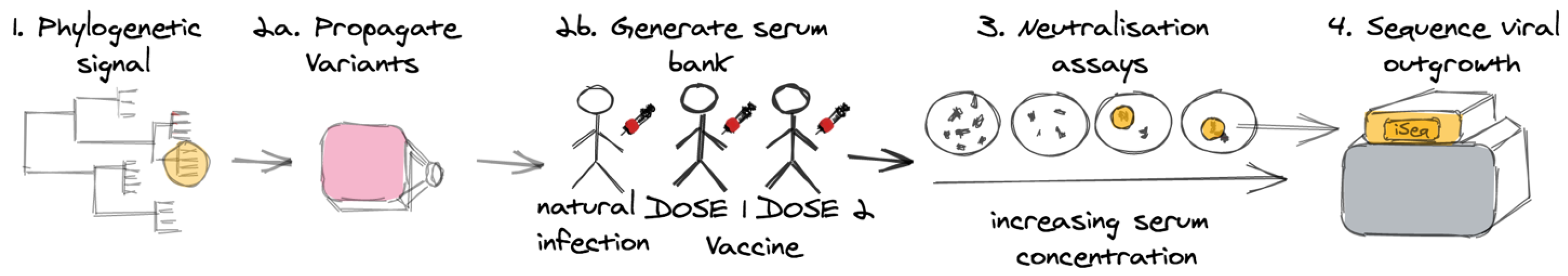 Viruses 17 01161 g001 Viruses 17 01161 g001