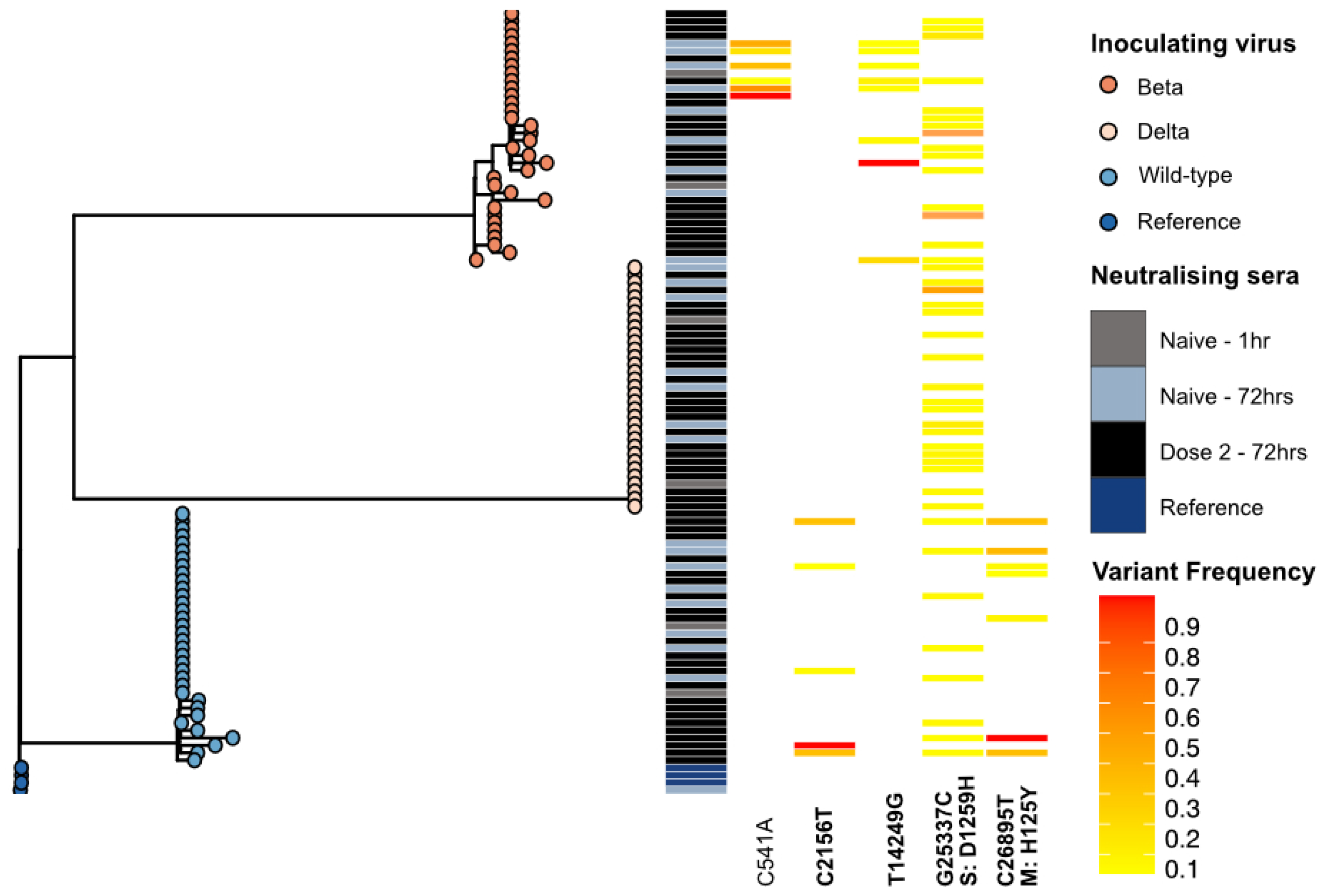 Viruses 17 01161 g005 Viruses 17 01161 g005