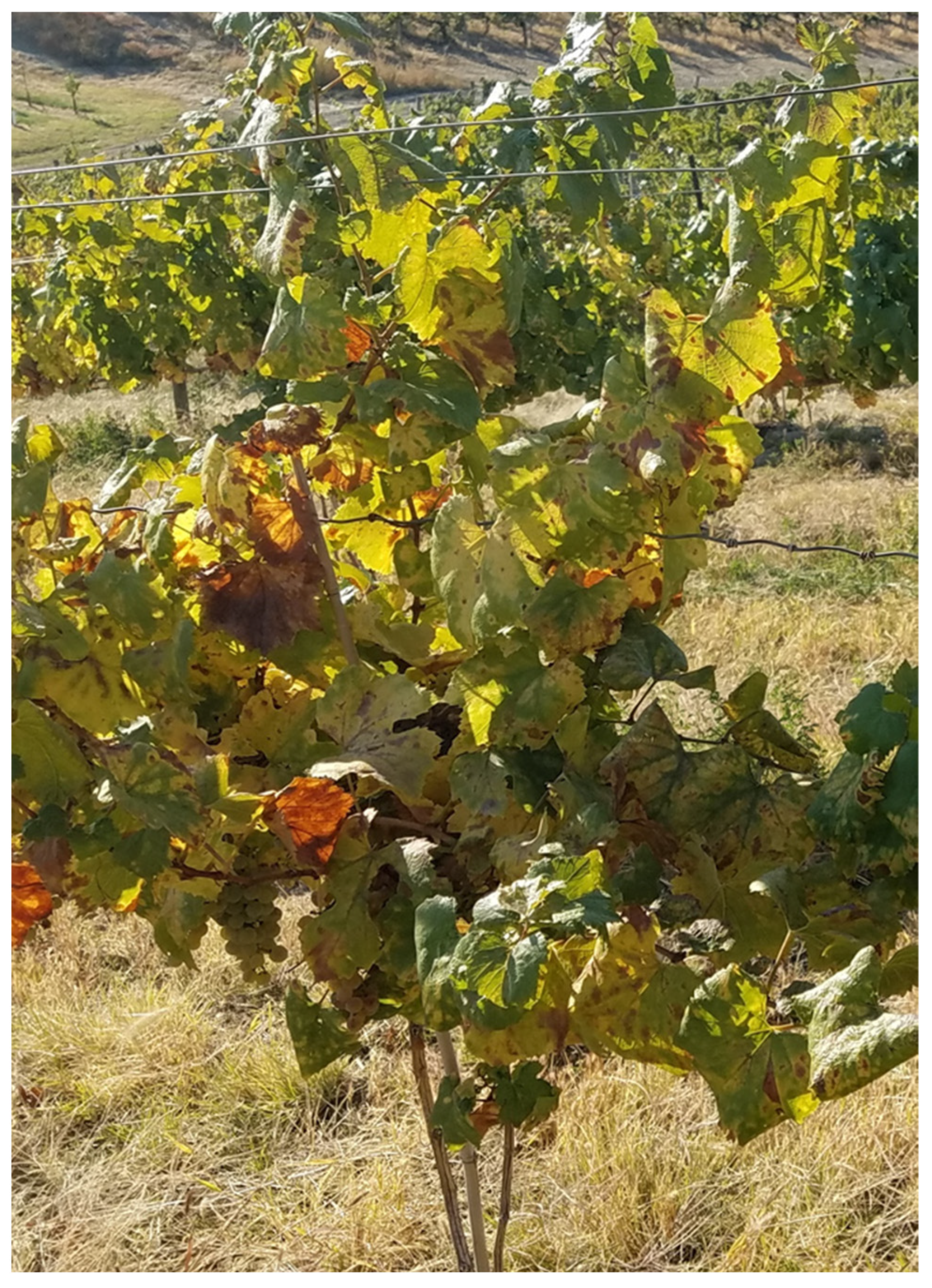 Viruses 17 01175 g001