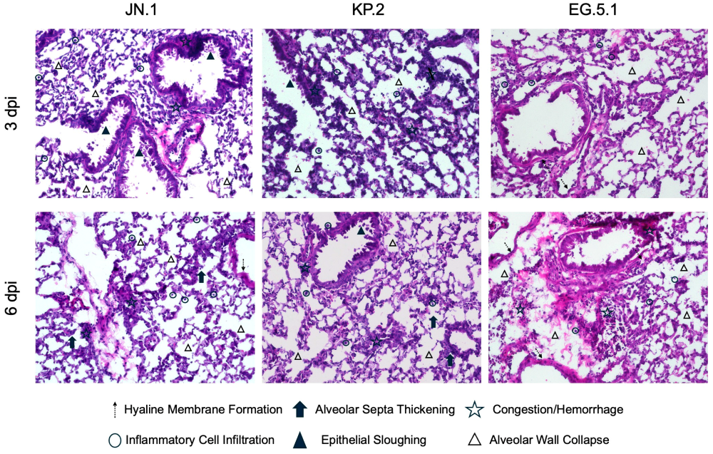 Viruses 17 01177 g004 Viruses 17 01177 g004