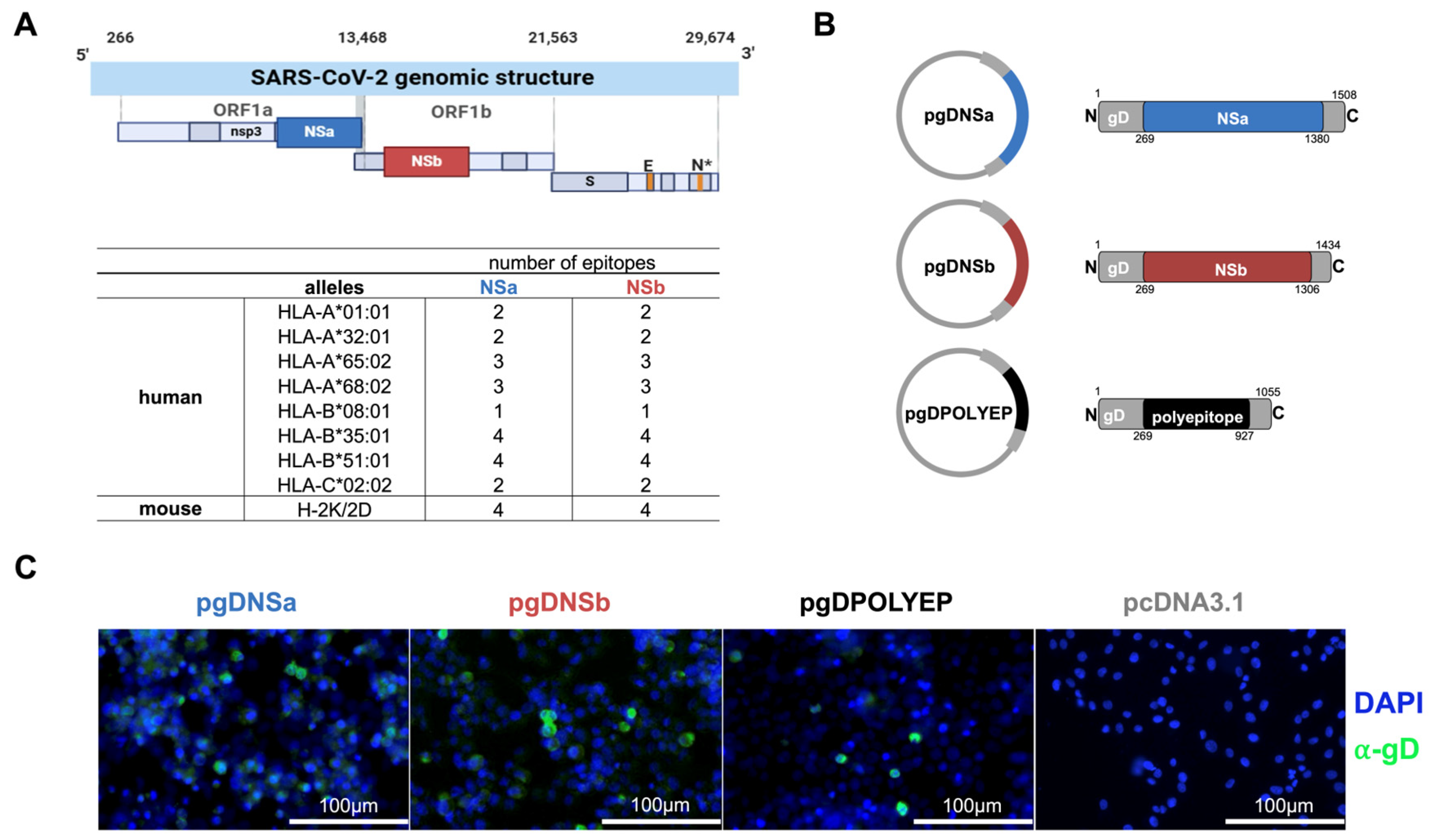 Viruses 17 01191 g001
