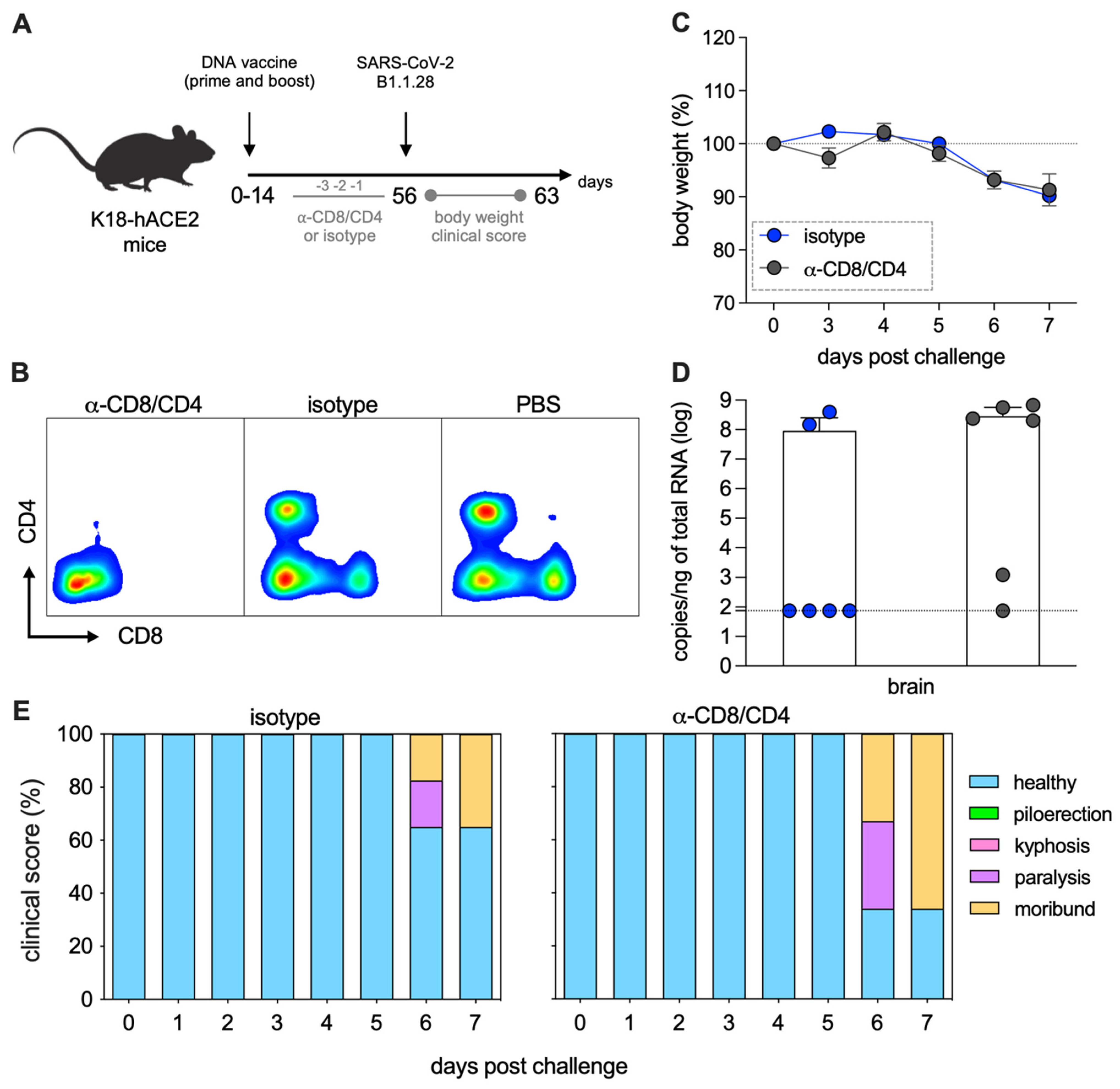 Viruses 17 01191 g005