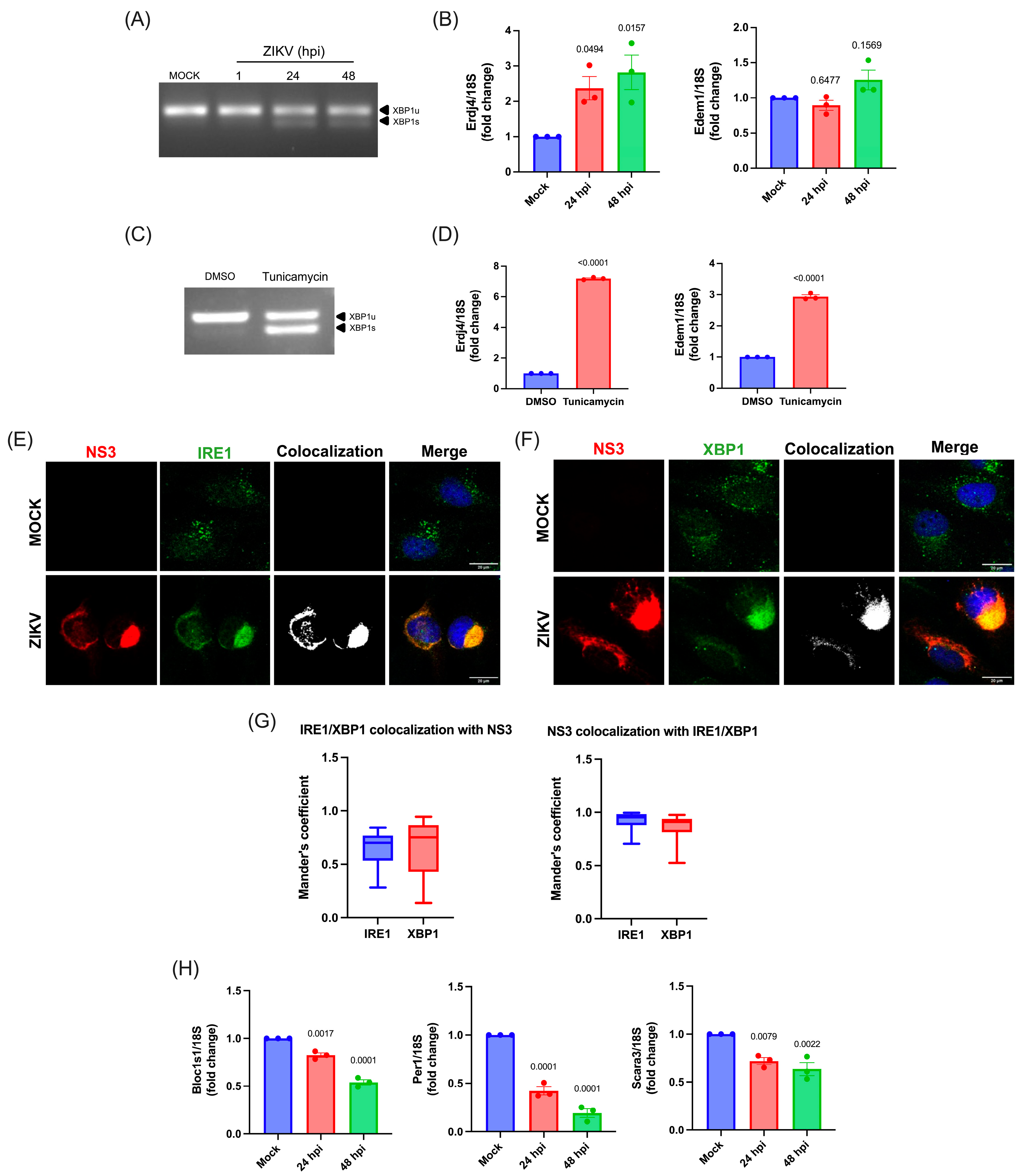 Viruses 17 01291 g002