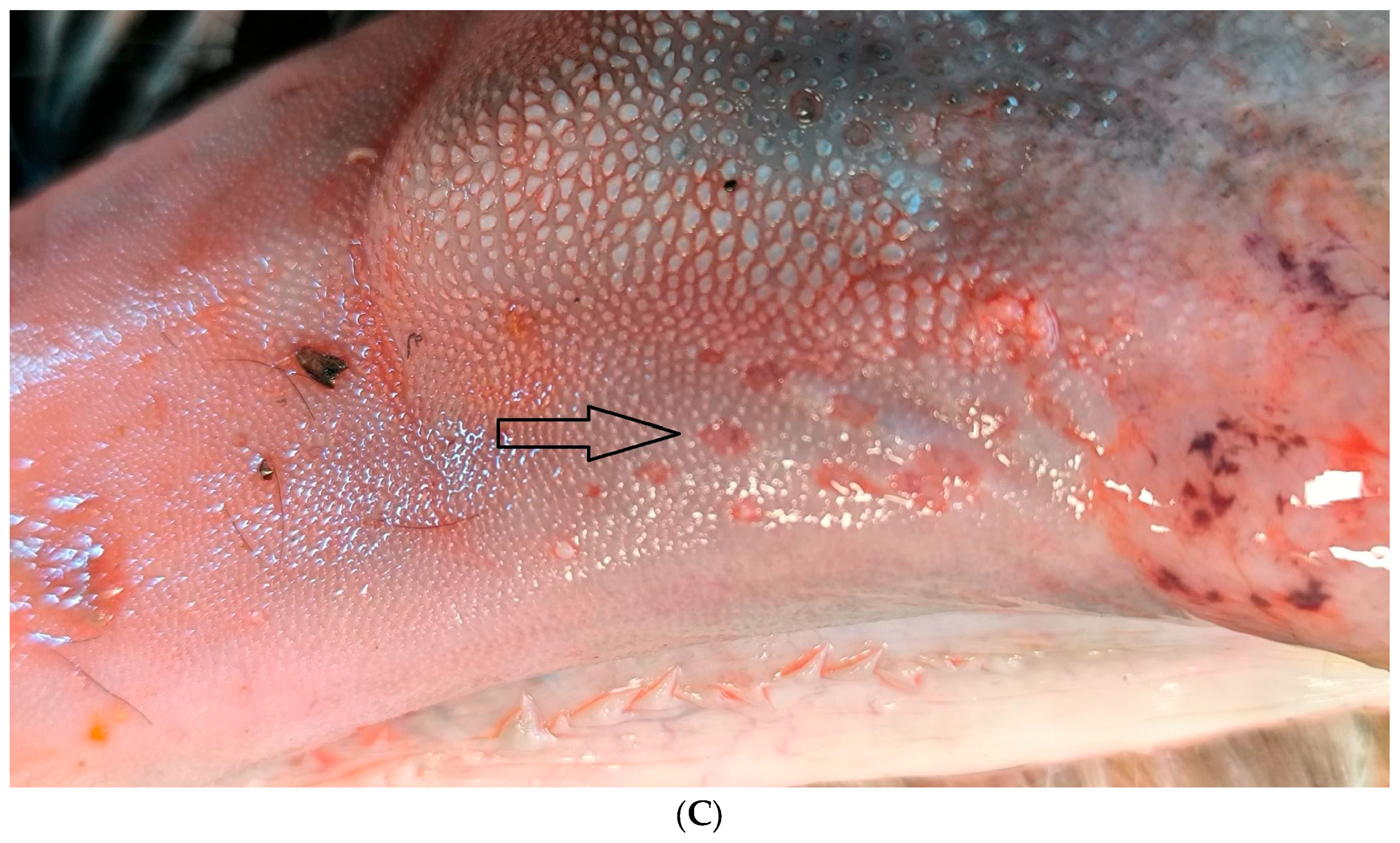 Viruses 17 01356 g002b Viruses 17 01356 g002b