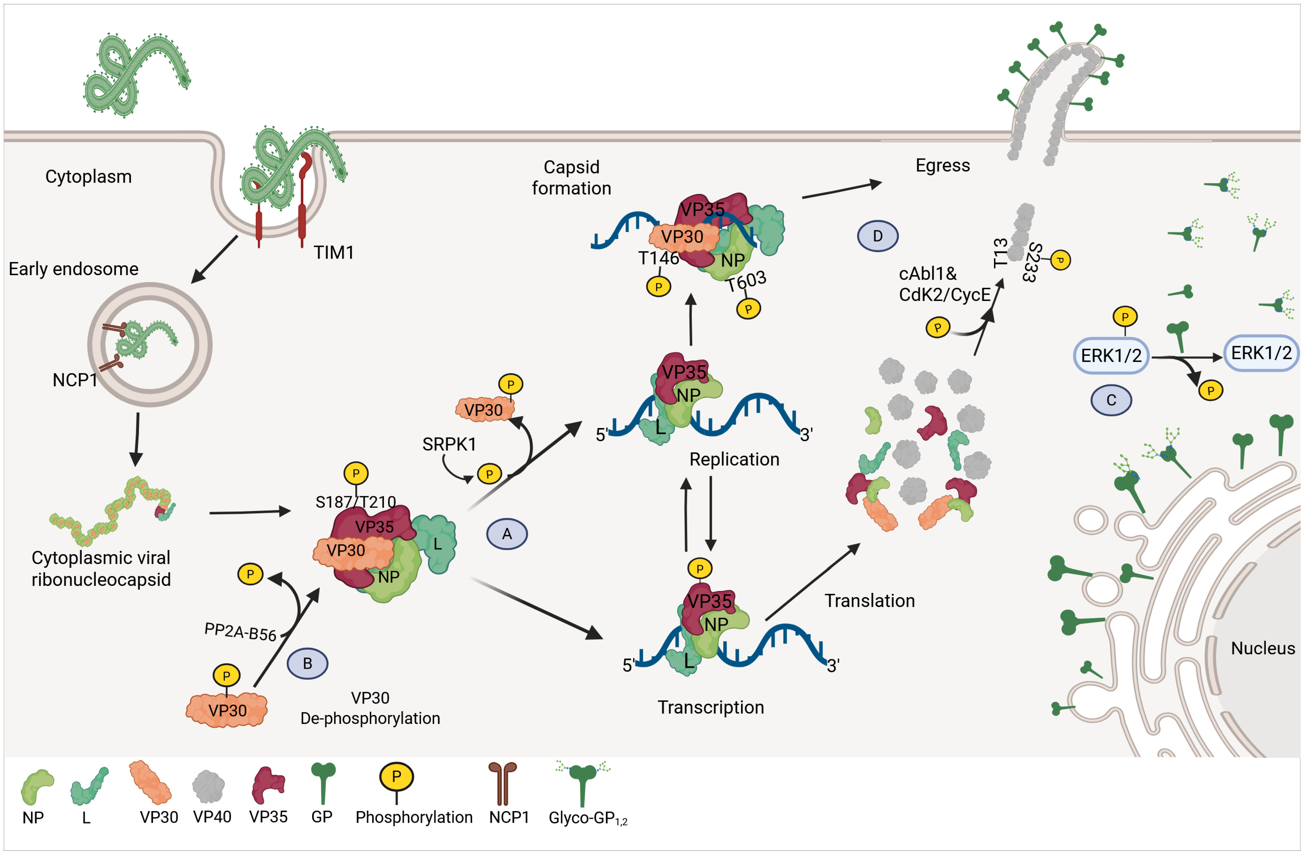 Viruses 17 01640 g001