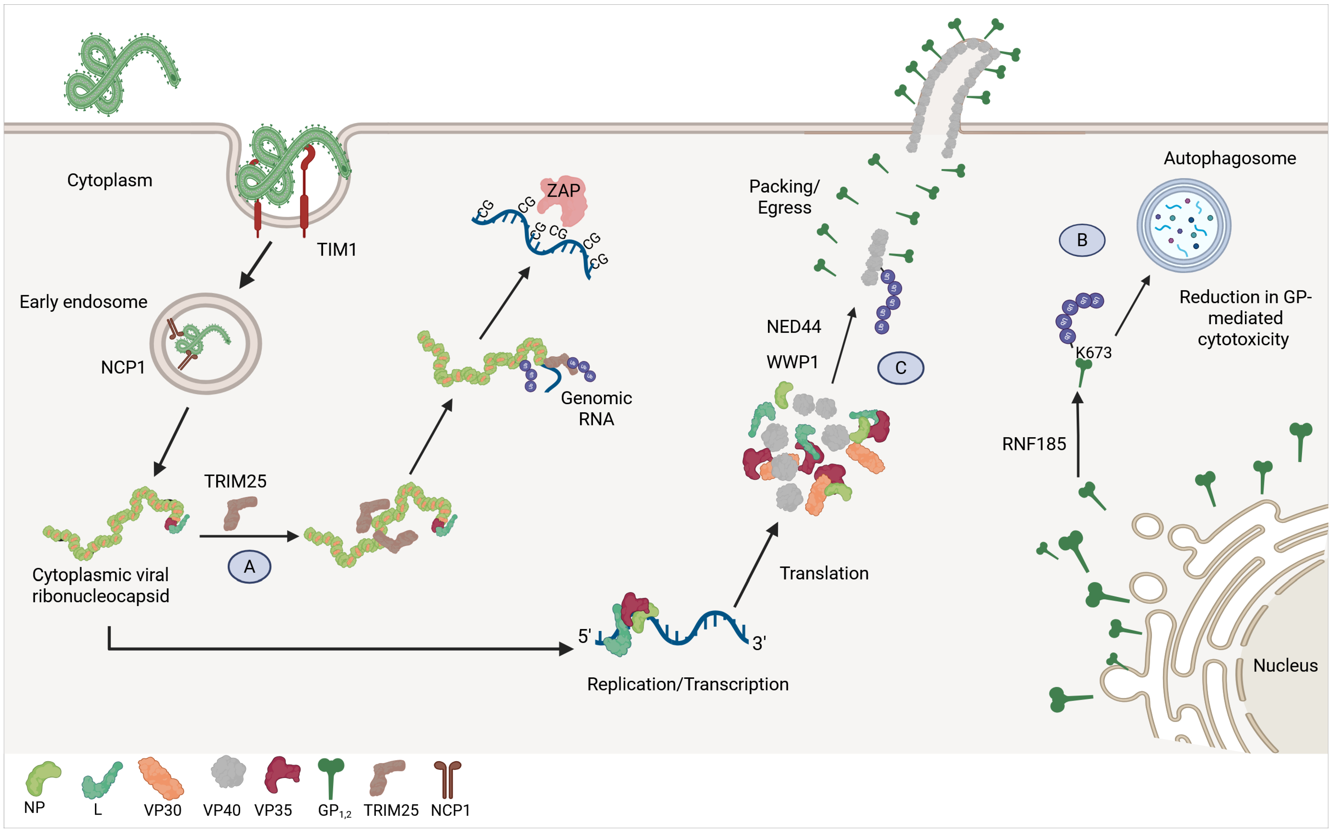 Viruses 17 01640 g002