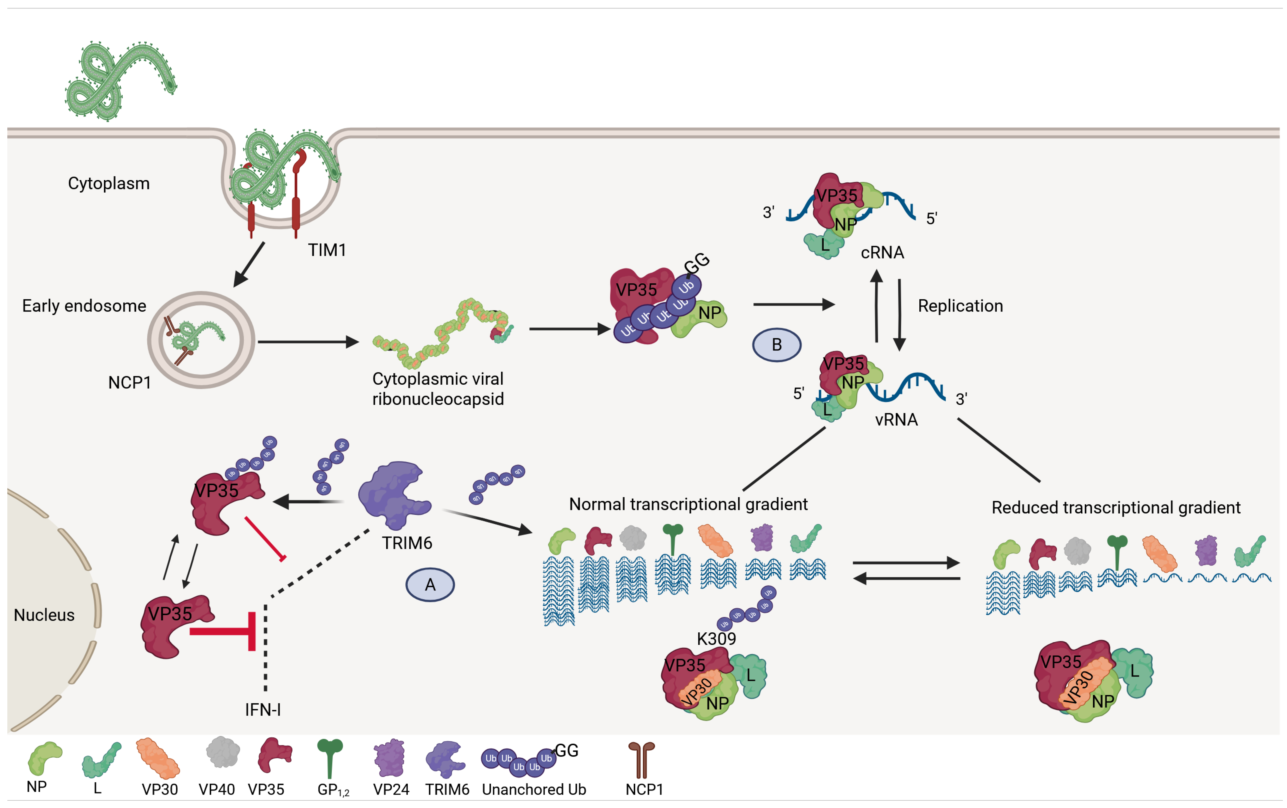 Viruses 17 01640 g003