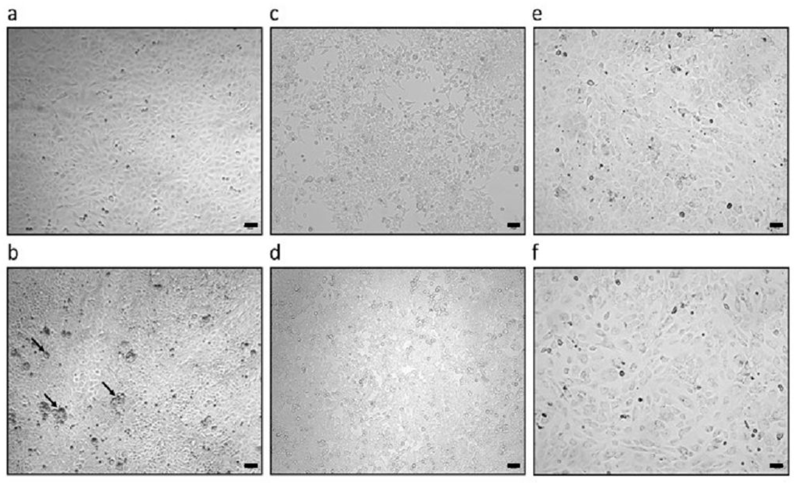 Viruses 18 00021 g002 Viruses 18 00021 g002