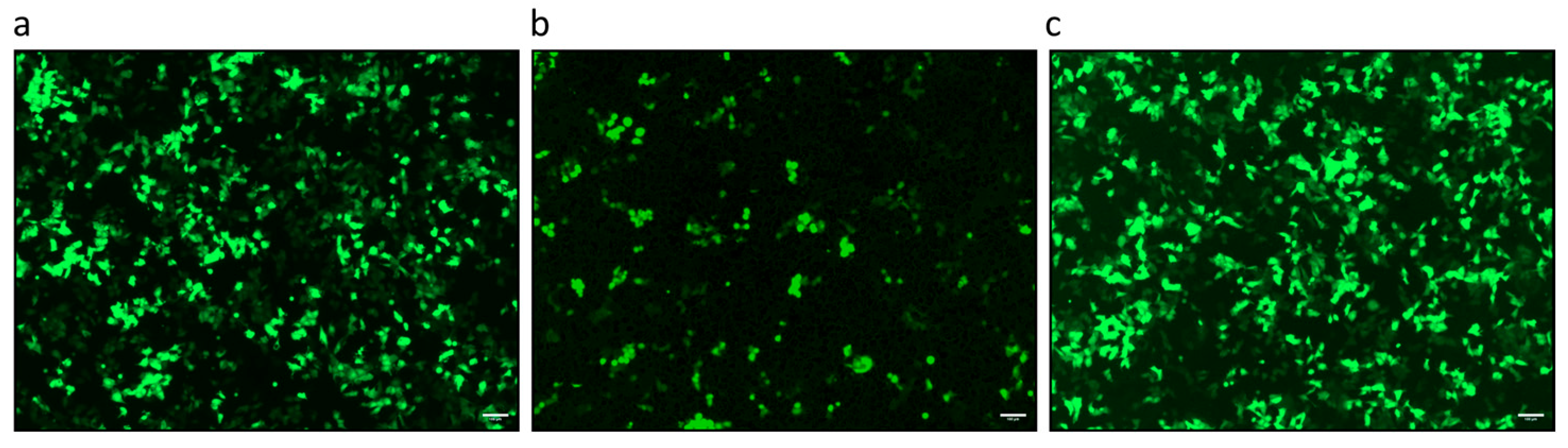 Viruses 18 00021 g003 Viruses 18 00021 g003