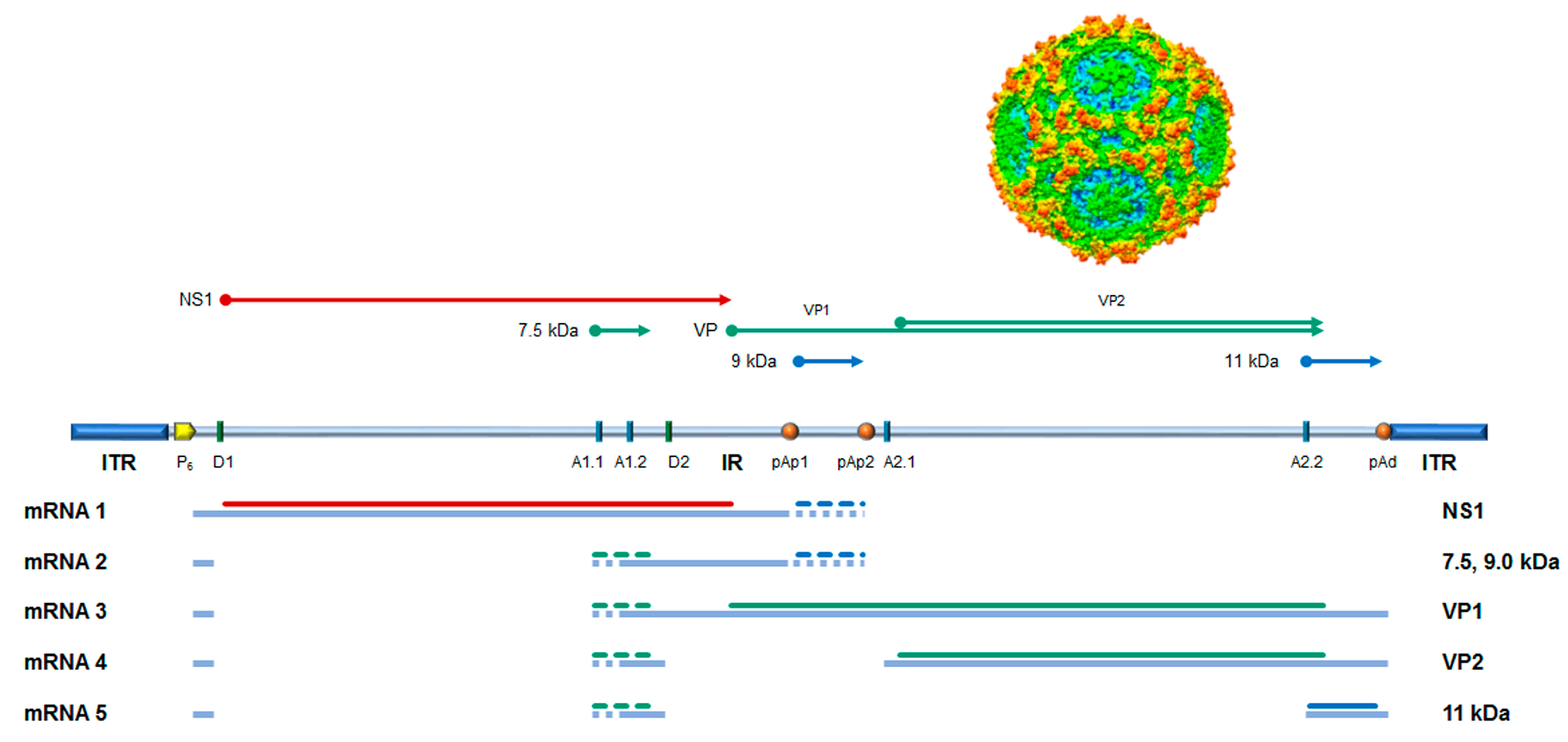 Viruses 18 00039 g001