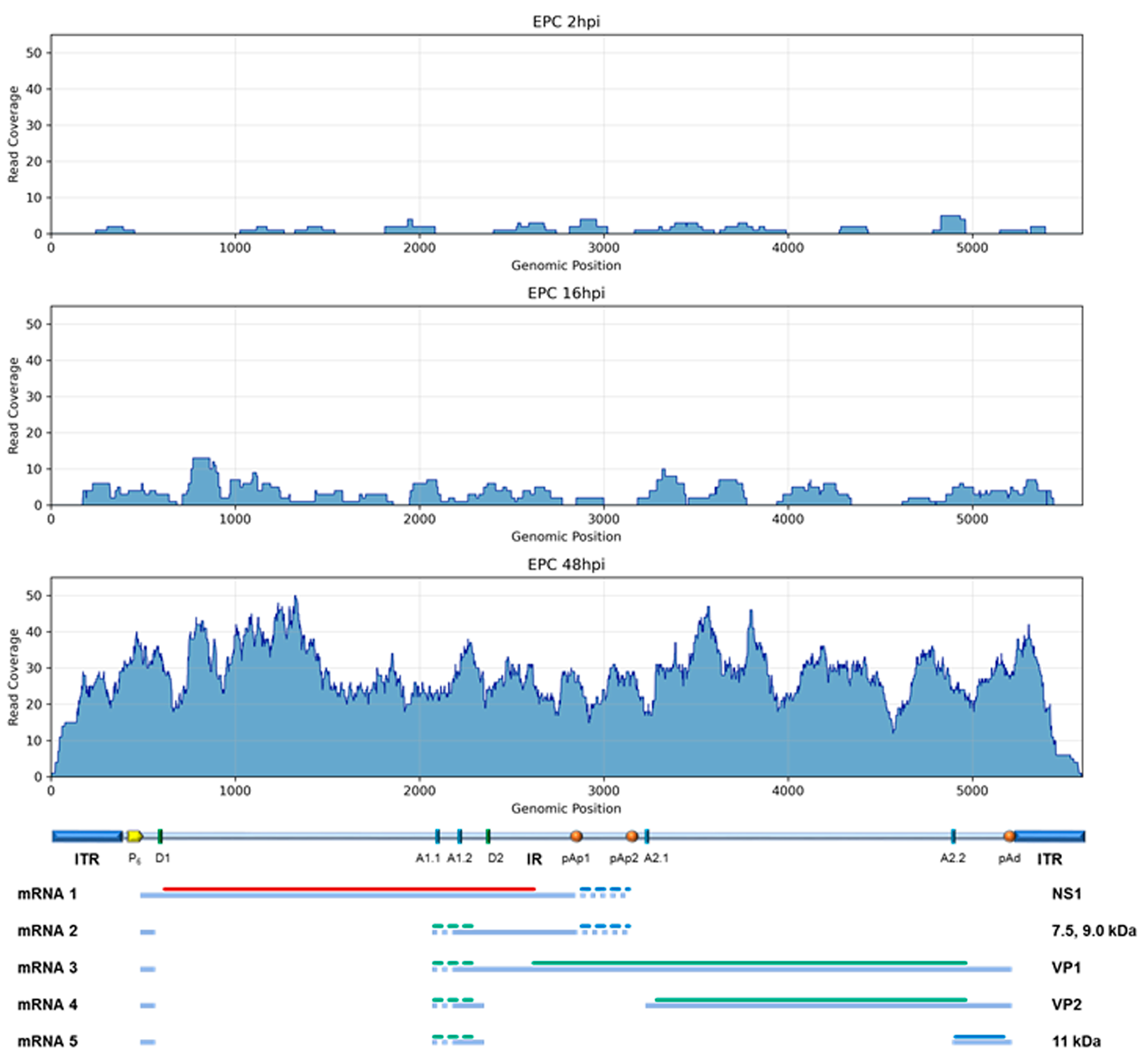 Viruses 18 00039 g005