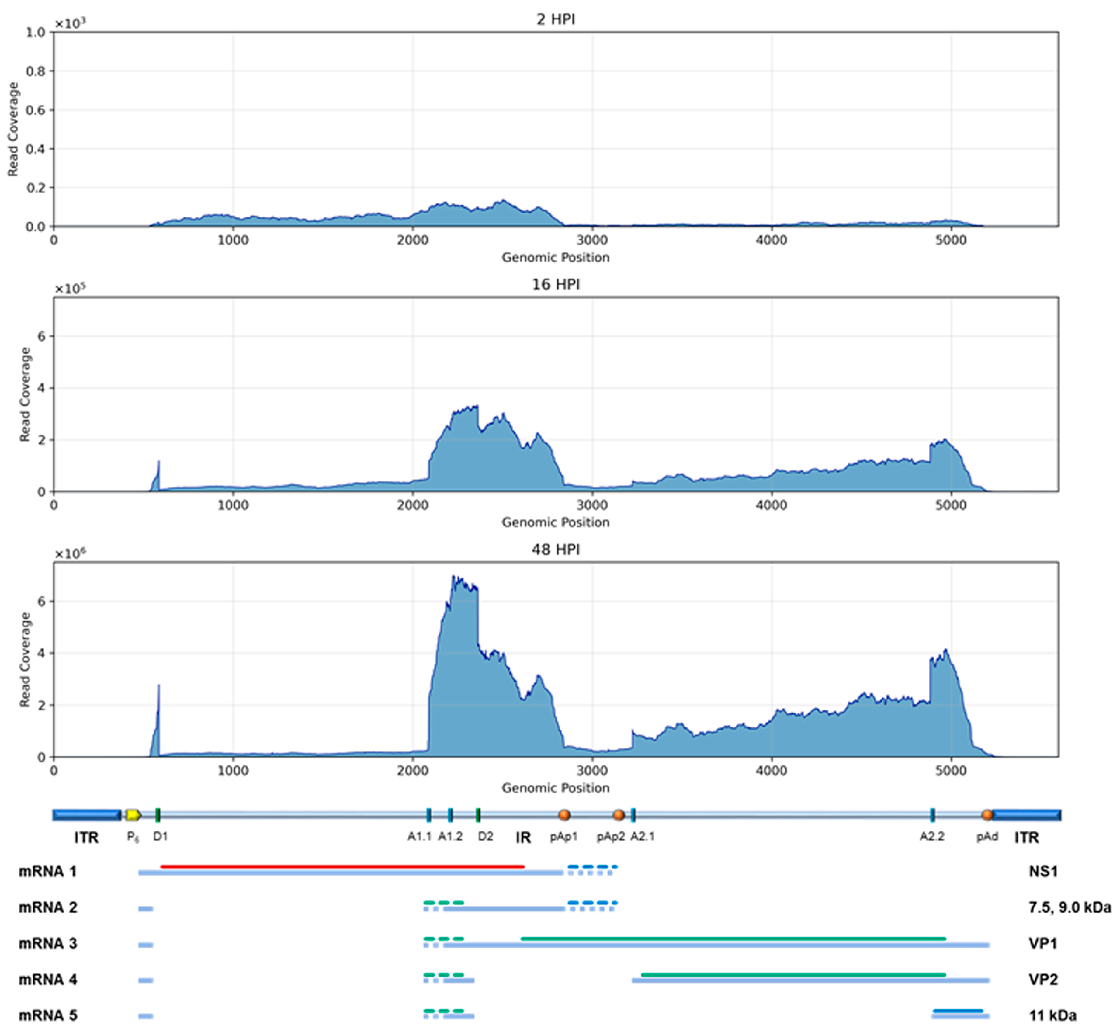Viruses 18 00039 g006