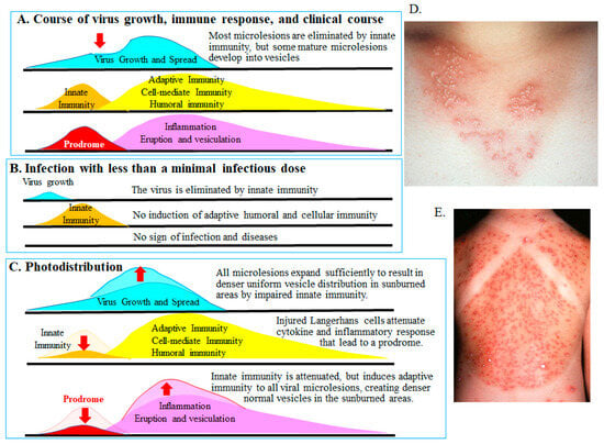 Viruses 18 00048 g003