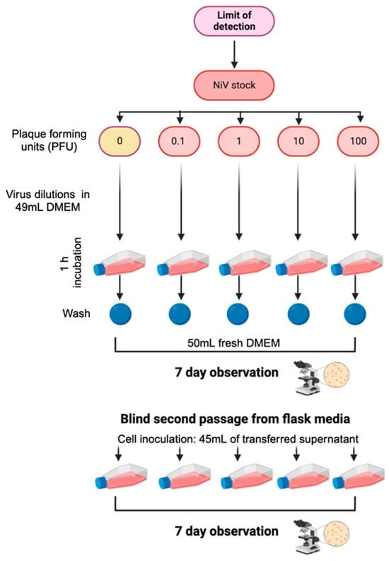 Experimental workflow to determine the limit of detection (LOD) of infectious NiV. Serial dilutions of NiV (target 0–100 PFU) were incubated on confluent cell monolayers for 1 h, washed, and overlaid with fresh DMEM. Cultures were monitored for cytopathic effect over 7 days, followed by the blind passage of flask supernatants onto fresh cells for an additional 7-day observation to assess infectious virus.