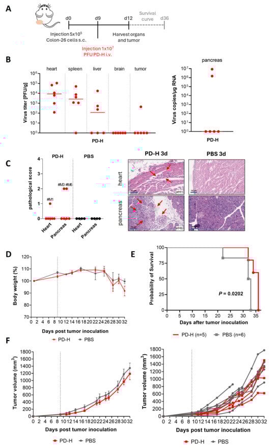 Effectiveness and safety of PD-H in a syngeneic subcutaneous colorectal cancer model after i.v. virus administration. (A) Experimental timeline. Colon-26 cells were subcutaneously inoculated into the right flank of Balb/C mice. When the tumor reached a diameter of ~0.5 cm, 1 × 107 PFU of PD-H (n = 11) or PBS (n = 8) was i.v. injected into the vena jugularis. (B) Analysis of virus titers in organs and tumors 3 days after PD-H injection. (C) Histological examination of mouse organs on day 3 after PD-H injection. Left, score of pathological alteration in the pancreas and the heart; Right, H&E-stained tissue sections from PD-H–treated animals, showing the most pronounced organ damage observed in this experiment (heart score, 1; pancreas score, 2), and from PBS-injected control animals. #M1 = mouse 1, #M3 = mouse 3, and #M6 = mouse 6. Arrows indicate pathological alterations. Note: In panels B and C, organs from all PD-H–treated mice (n = 6) and control mice (n = 4) are analyzed. (D) Bodyweight development. (E) Kaplan–Meier survival curve, indicating significance for PD-H vs. PBS-group p = 0.0202. (F) Tumor volumes. Left, tumor volumes are shown as means ± SEM. Right, Tumor volumes are shown for each animal. Note: in D-F, n = 5 (PD-H) and n = 6 (PBS) animals were investigated.