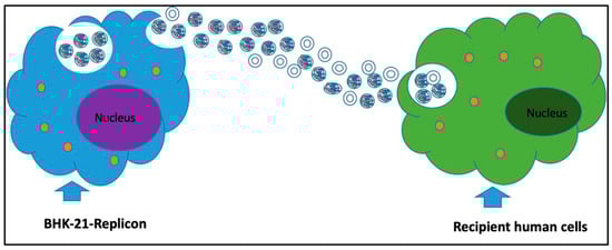 Diagram for the vesicle-mediated cell-to-cell transmission of SARS-CoV-2 RNA.