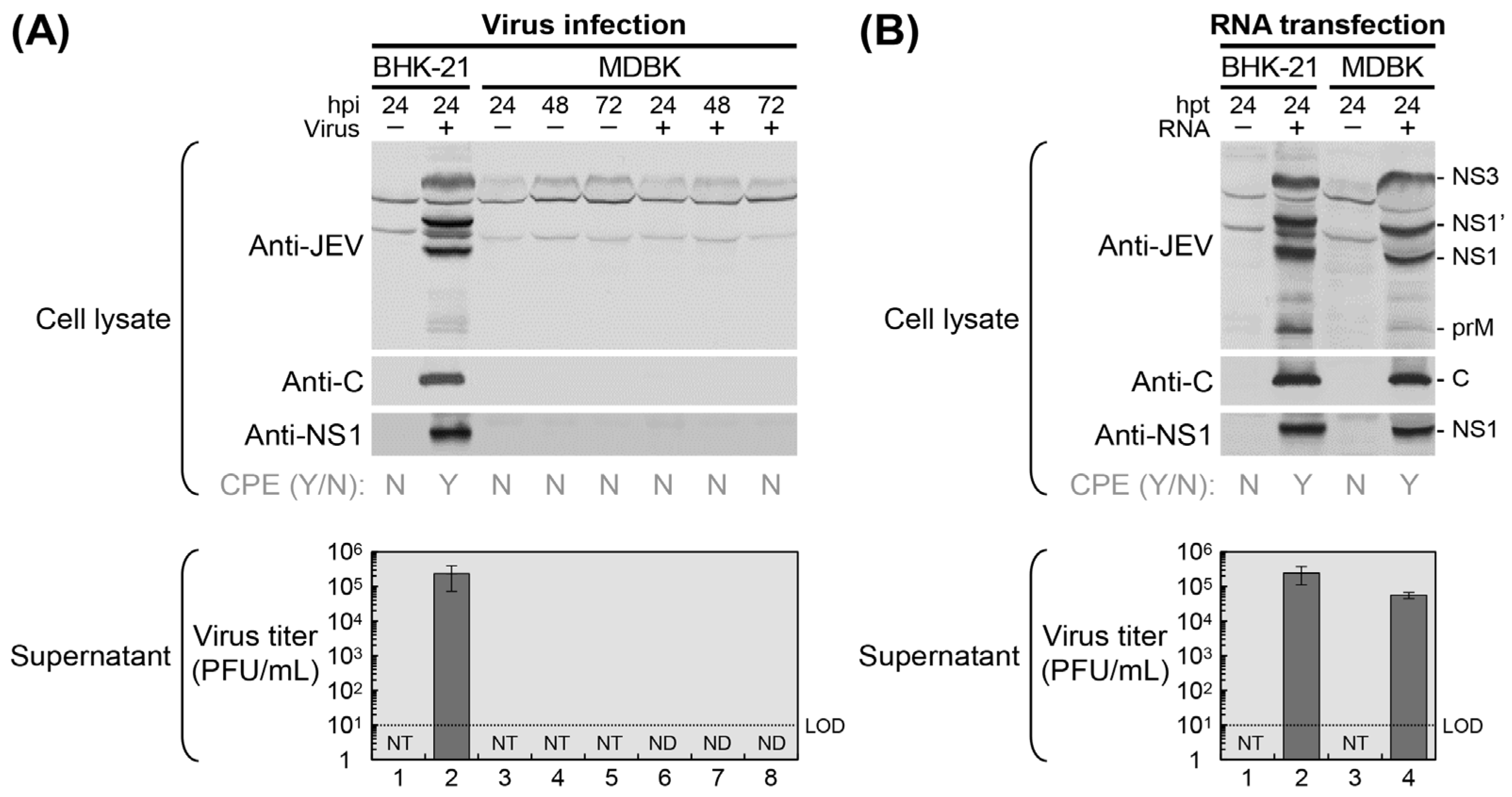 Viruses 18 00166 g001 Viruses 18 00166 g001