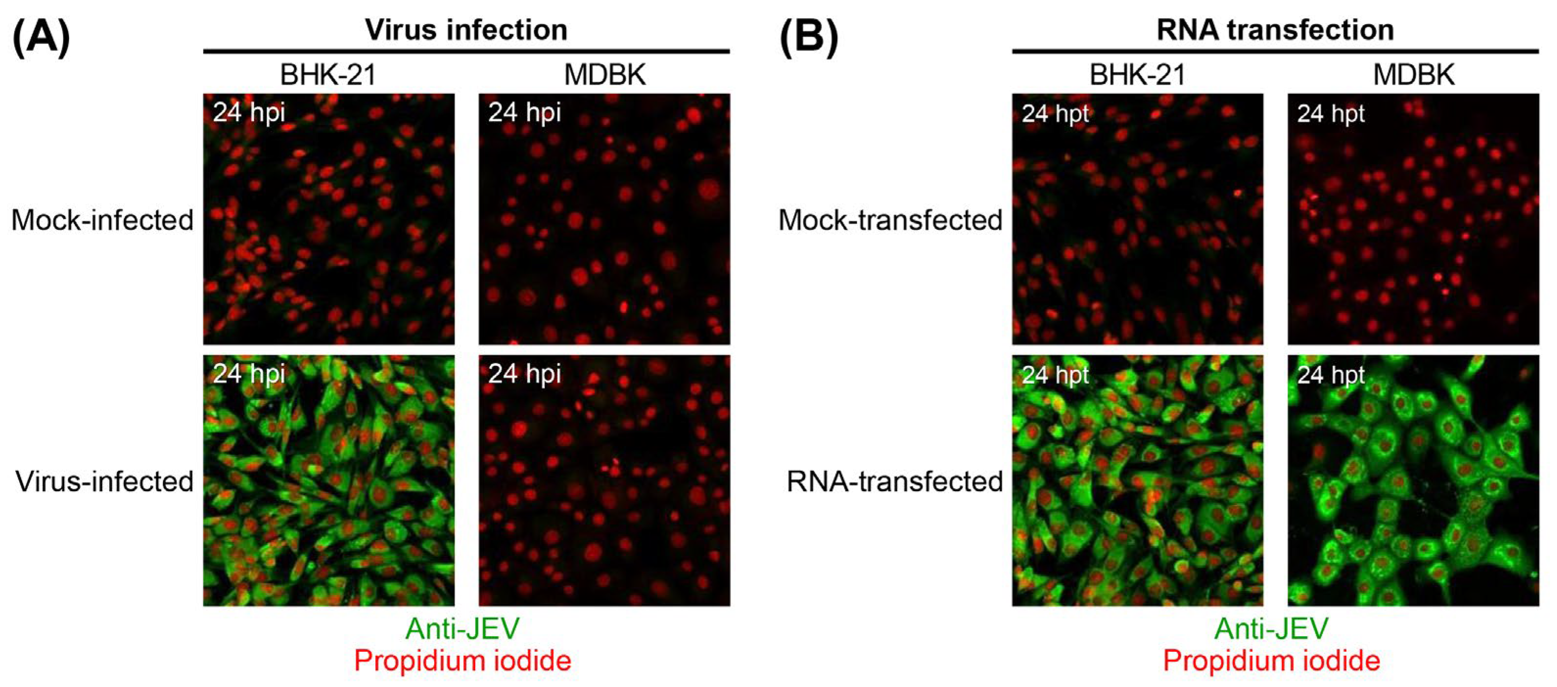 Viruses 18 00166 g002 Viruses 18 00166 g002