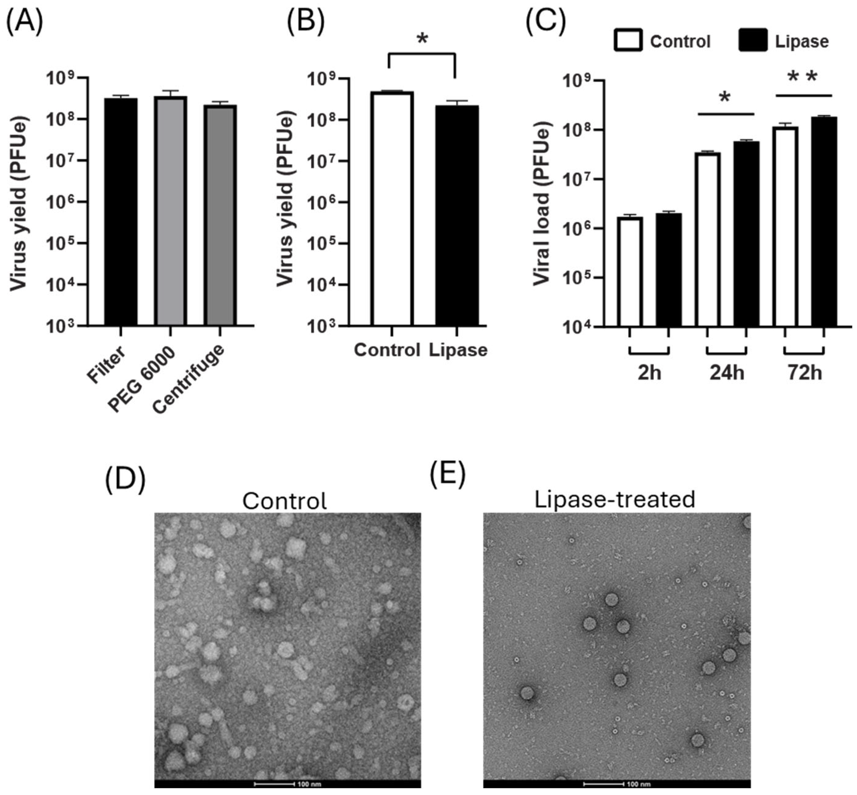 Viruses 18 00169 g005