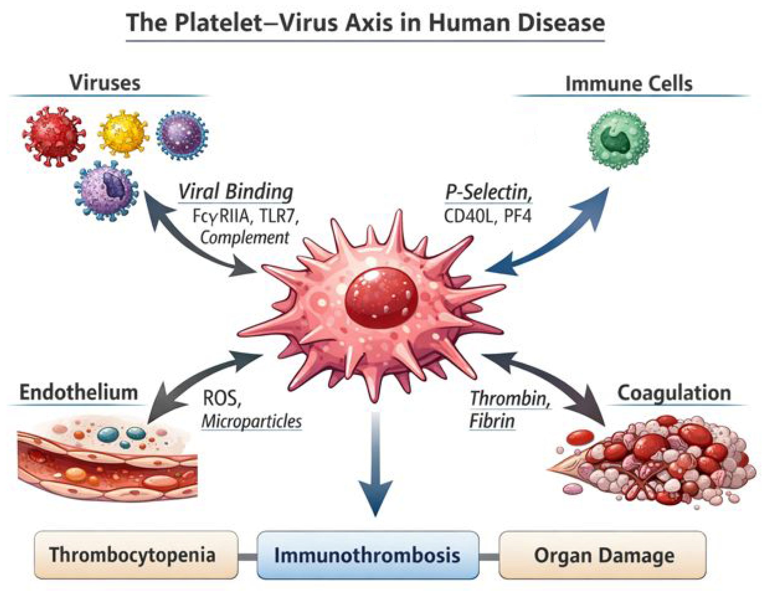 Viruses 18 00183 g001