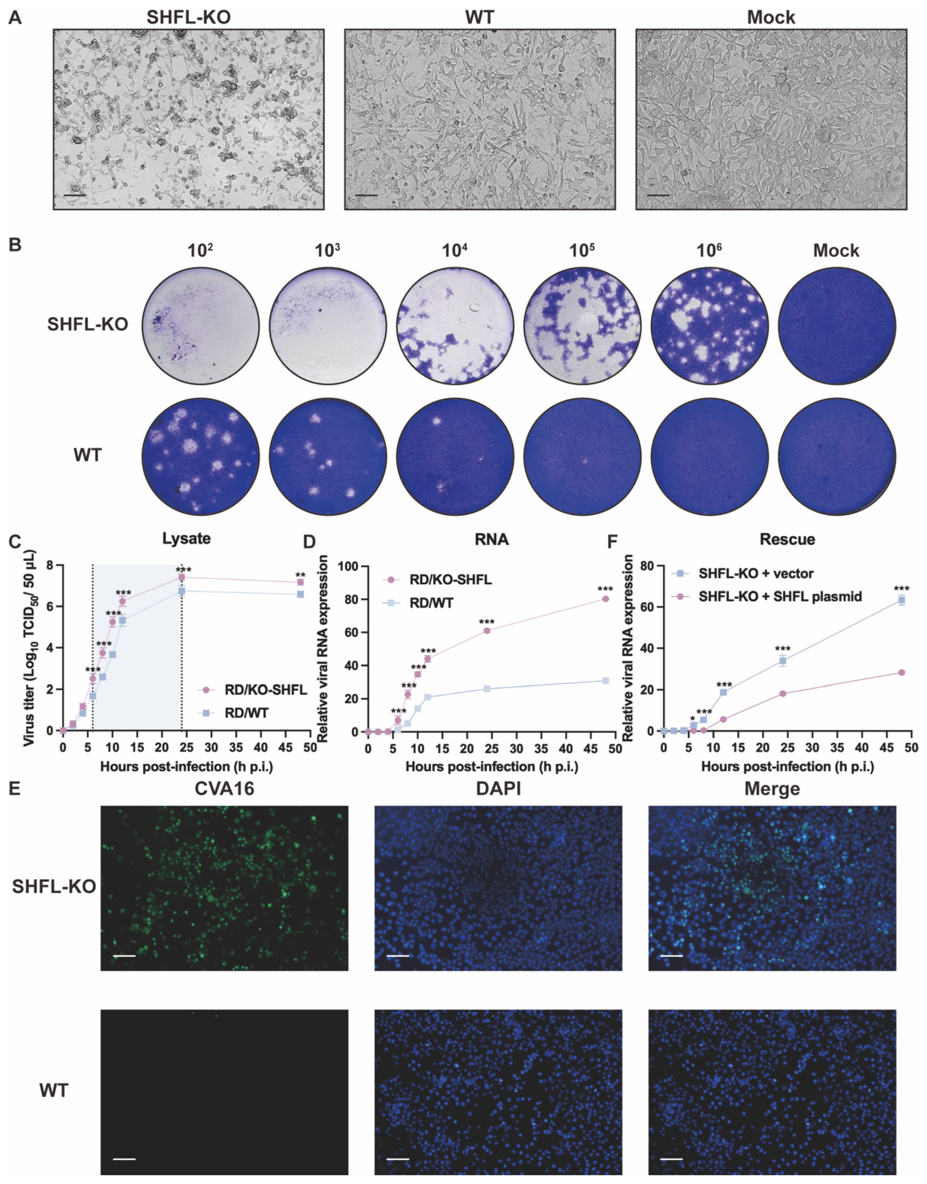 Viruses 18 00192 g002 Viruses 18 00192 g002