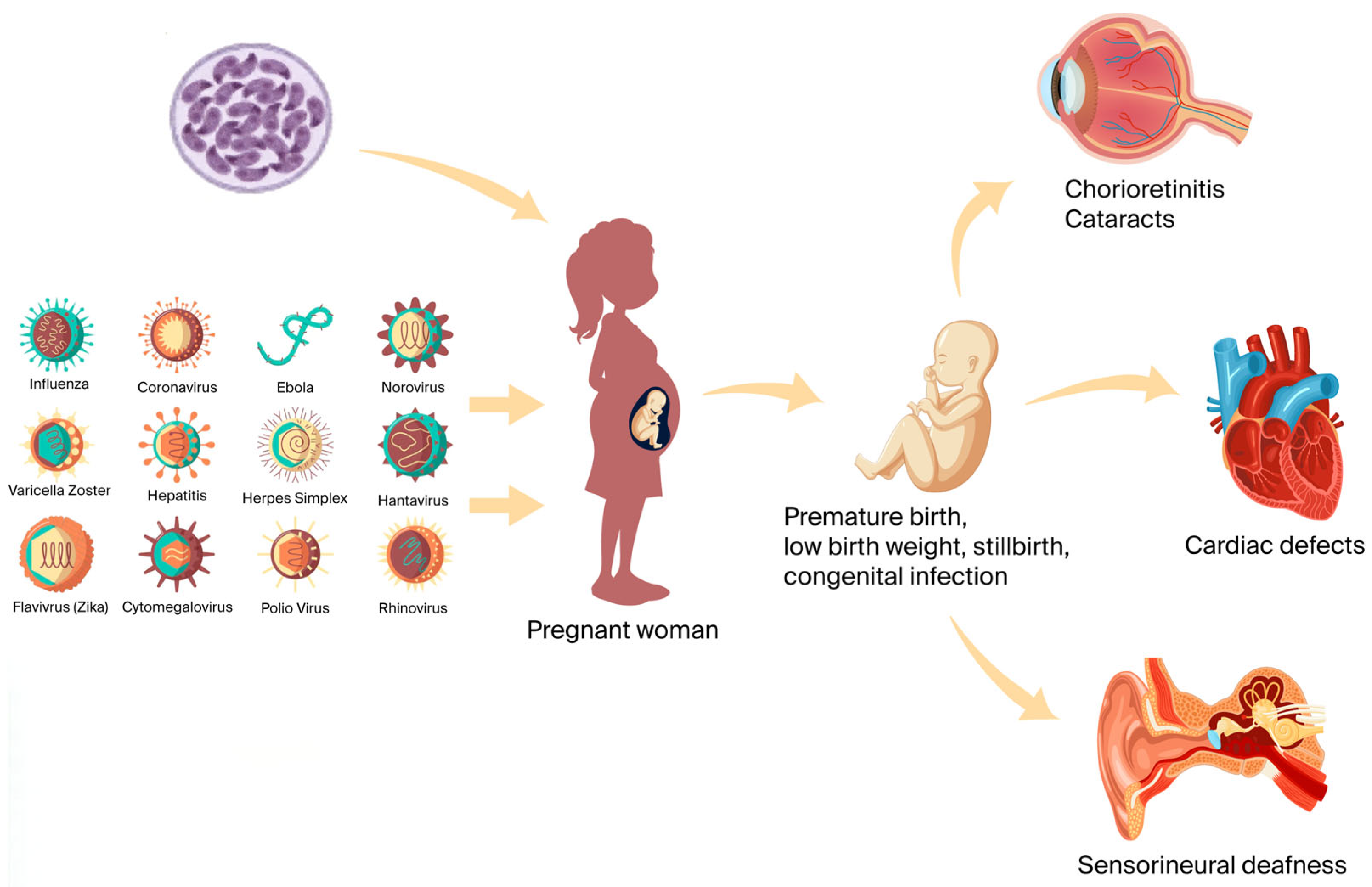 Viruses 18 00206 g001