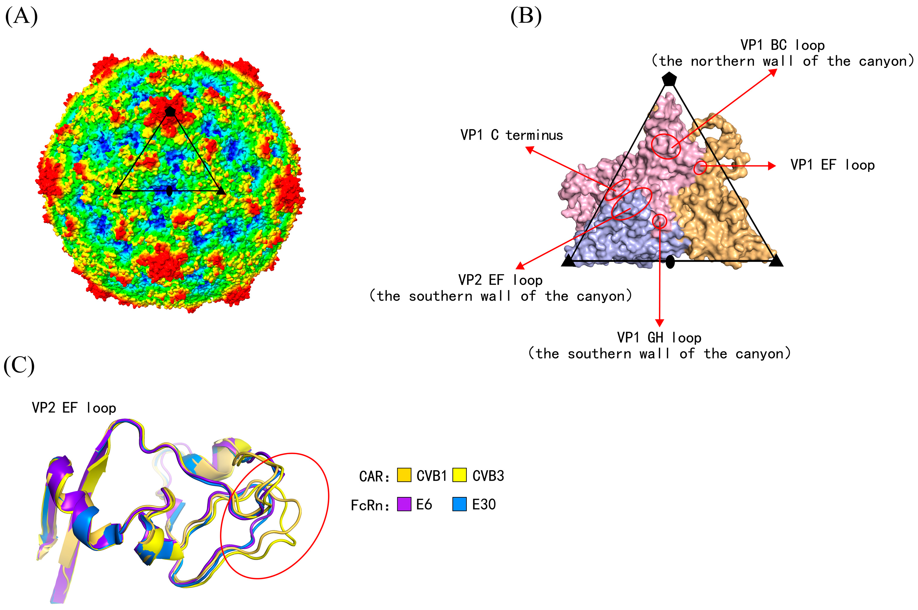 Viruses 18 00236 g001