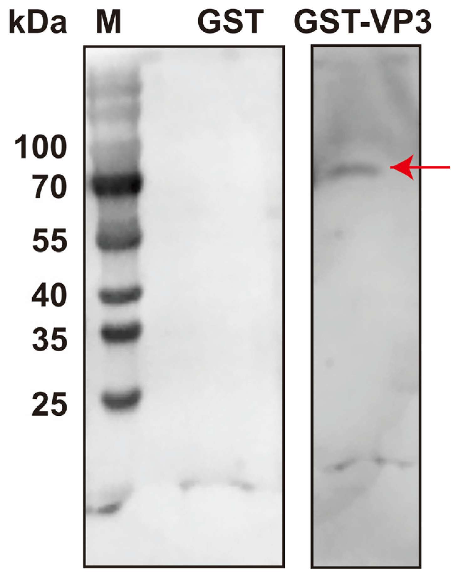 Viruses 18 00293 g003