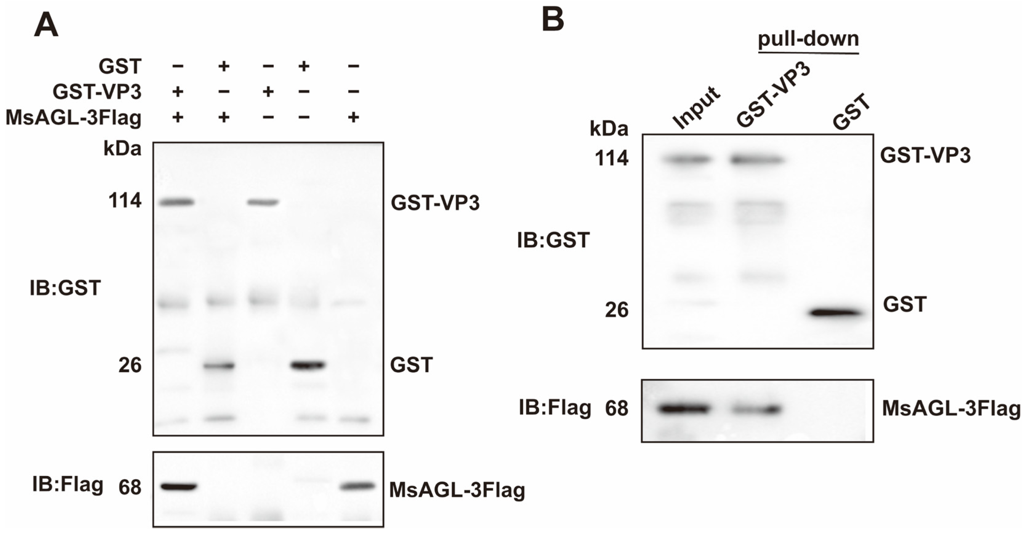 Viruses 18 00293 g004