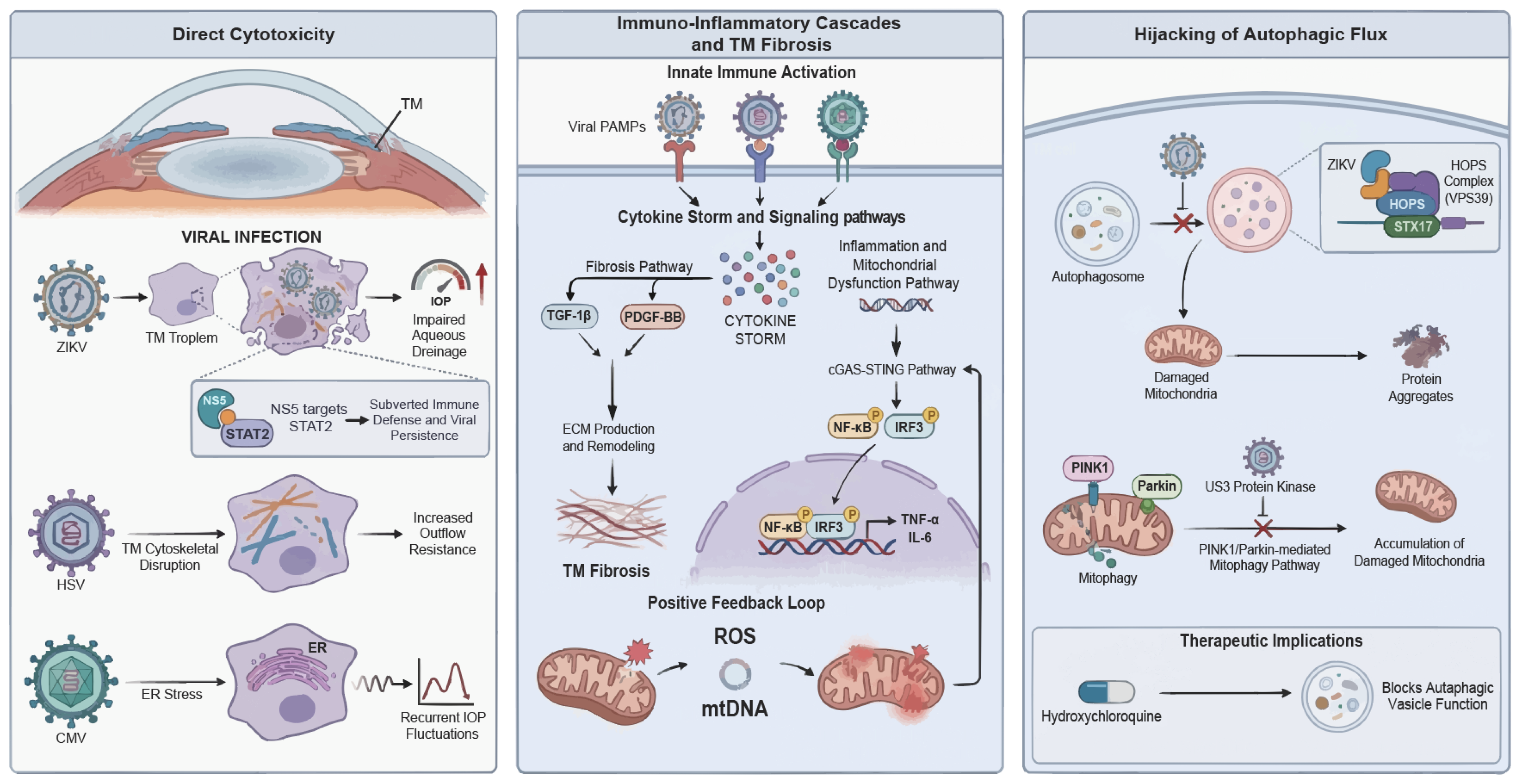 Viruses 18 00310 g001