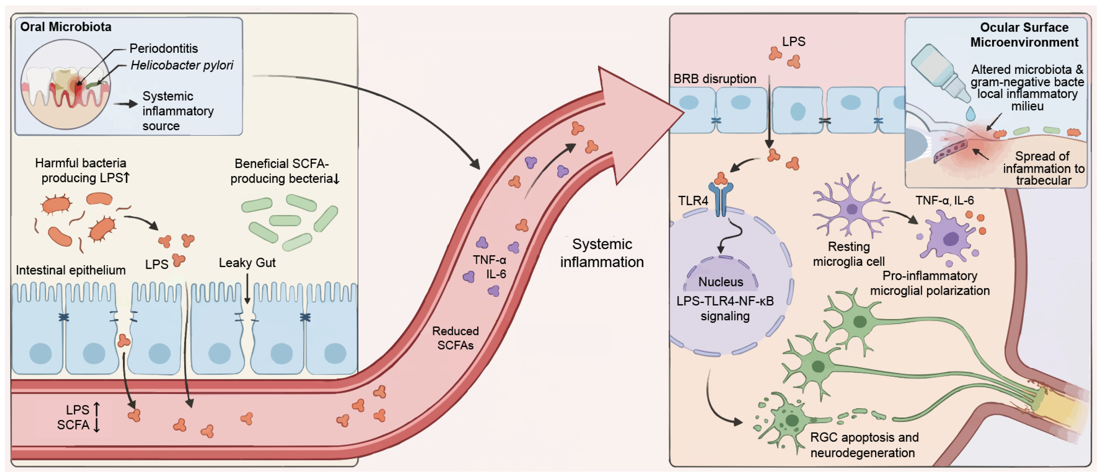 Viruses 18 00310 g002