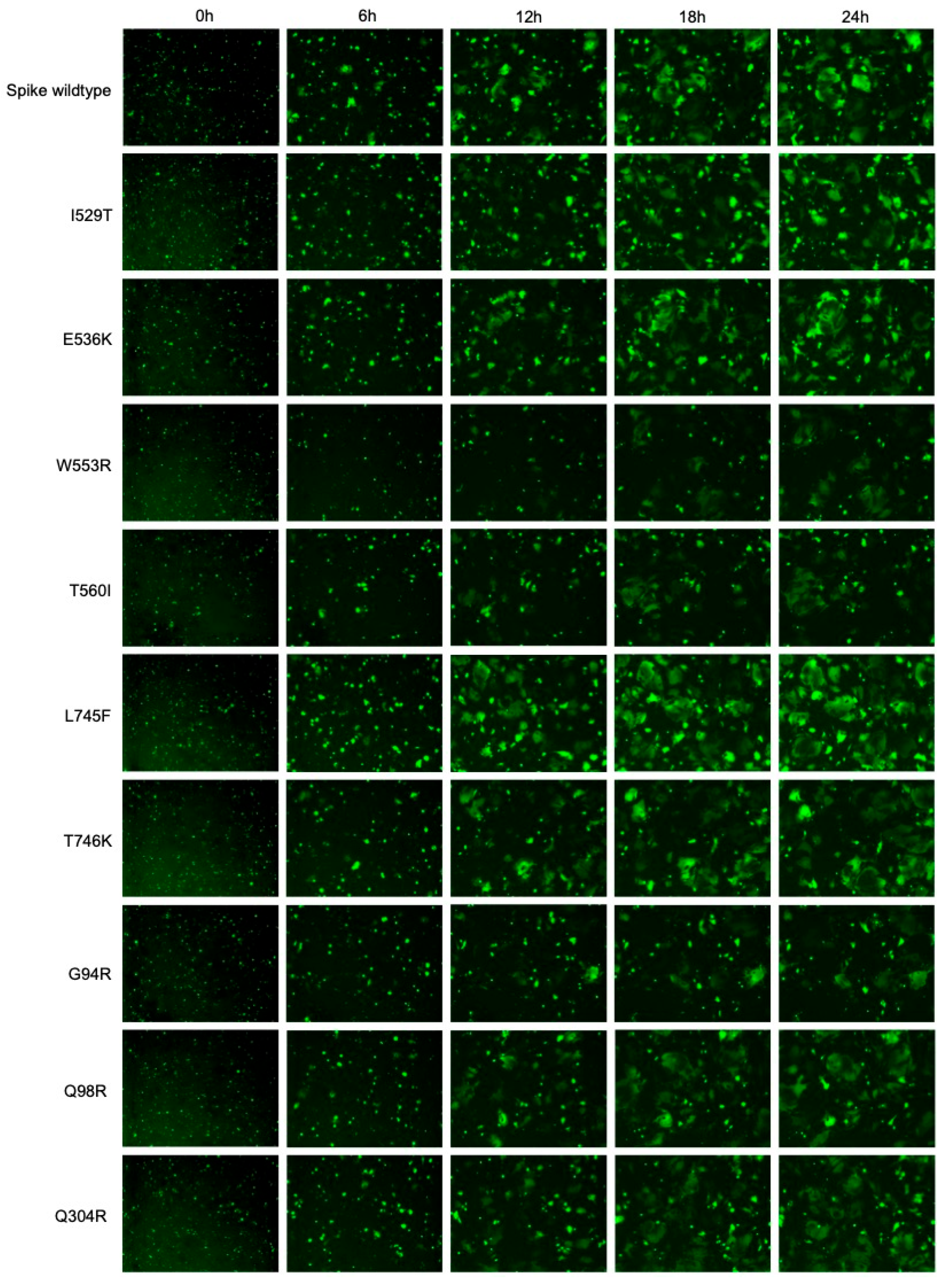 Viruses 18 00377 g005 Viruses 18 00377 g005