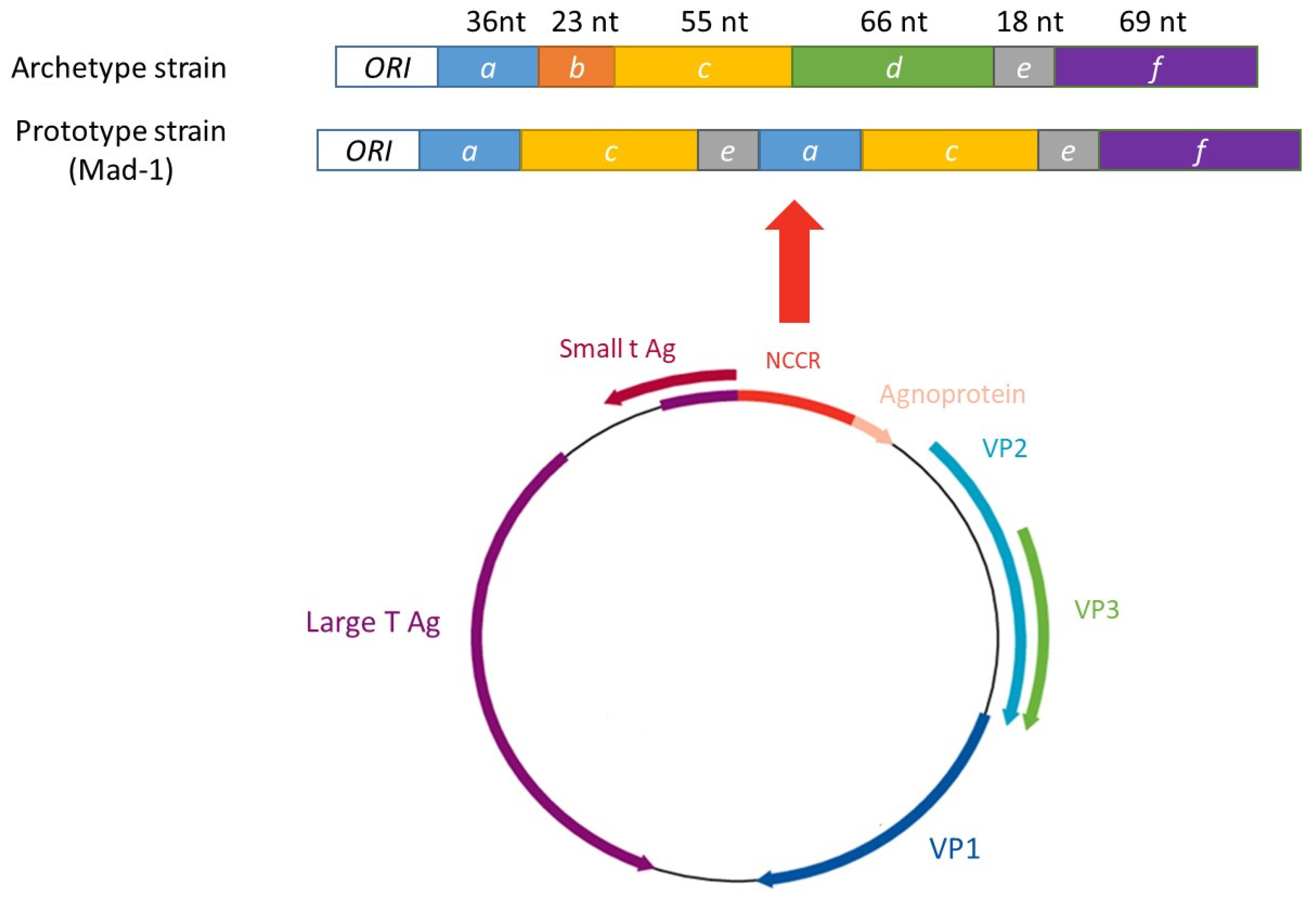 Viruses 18 00378 g001