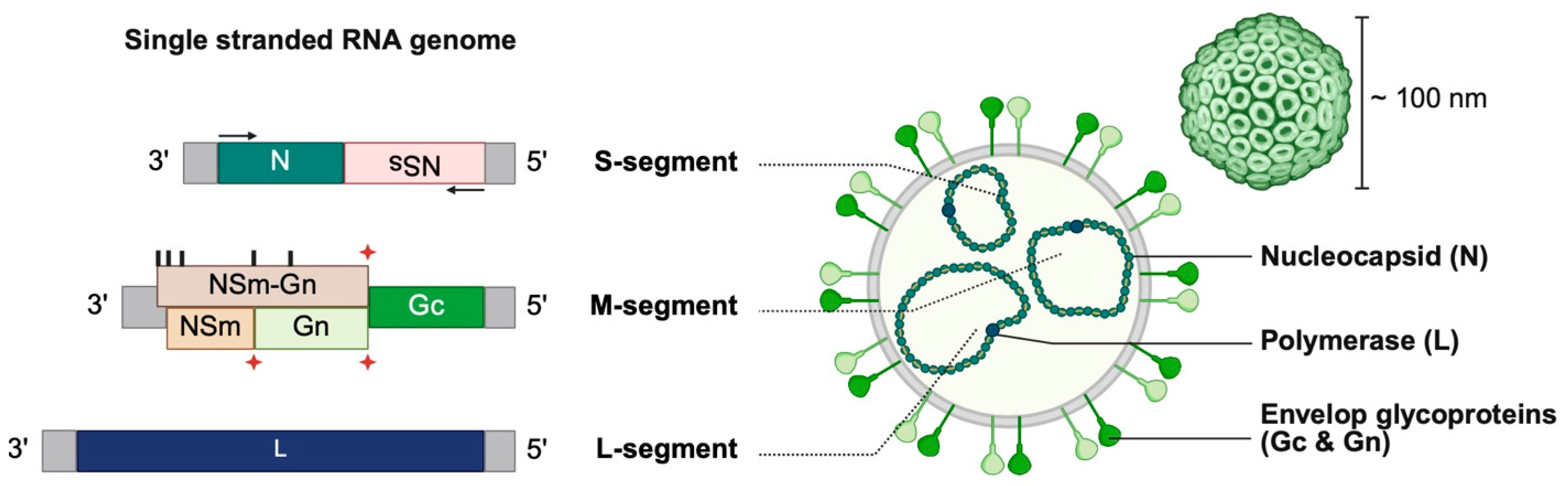 Viruses 18 00386 g001 Viruses 18 00386 g001