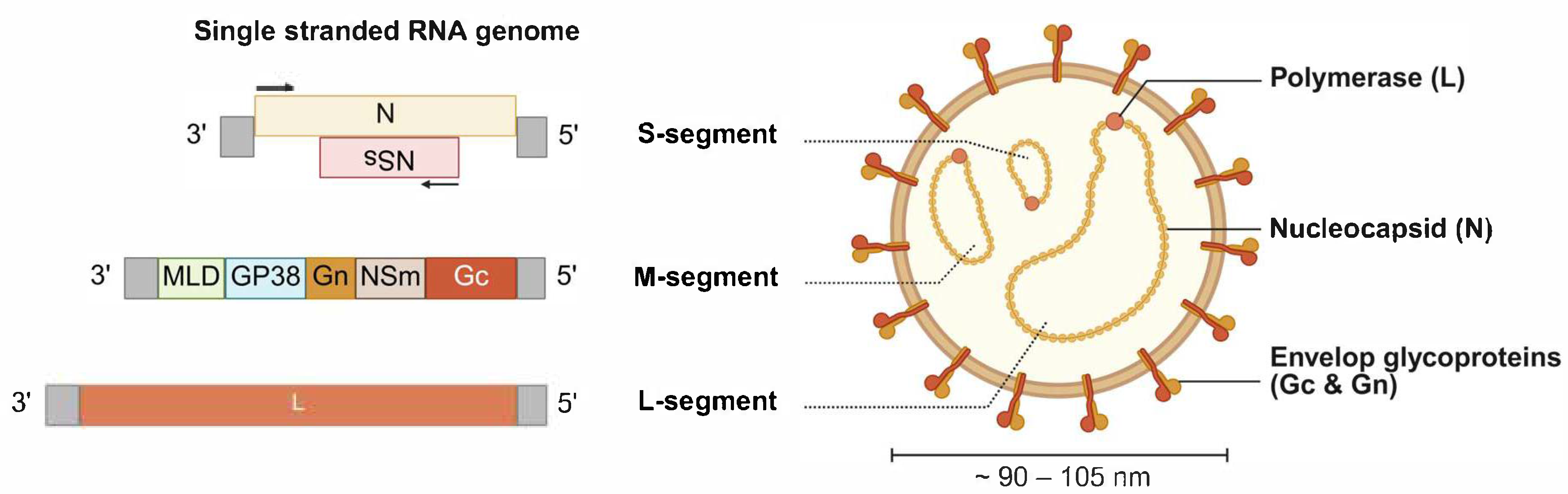 Viruses 18 00386 g002 Viruses 18 00386 g002