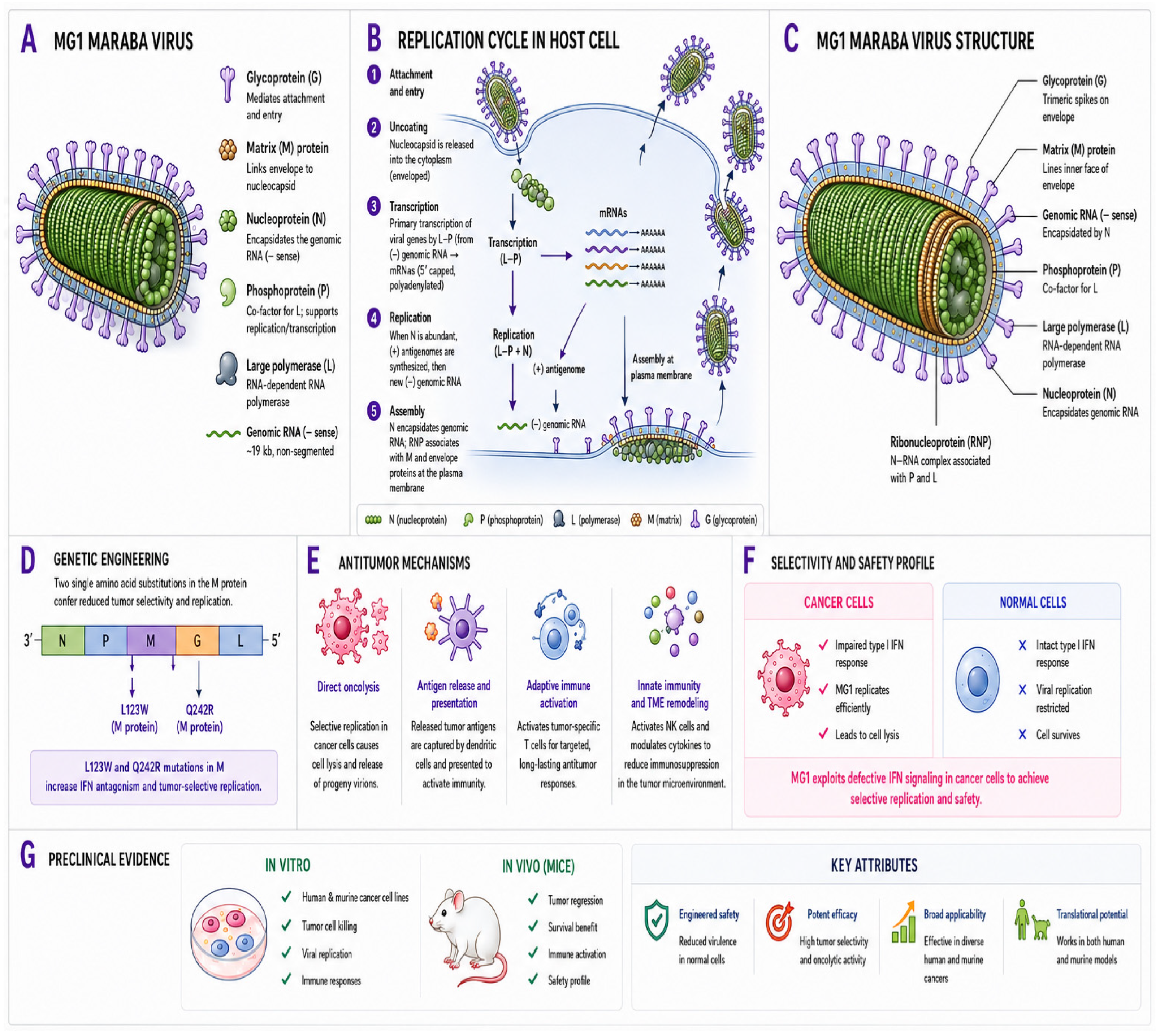Viruses 18 00617 g001 Viruses 18 00617 g001