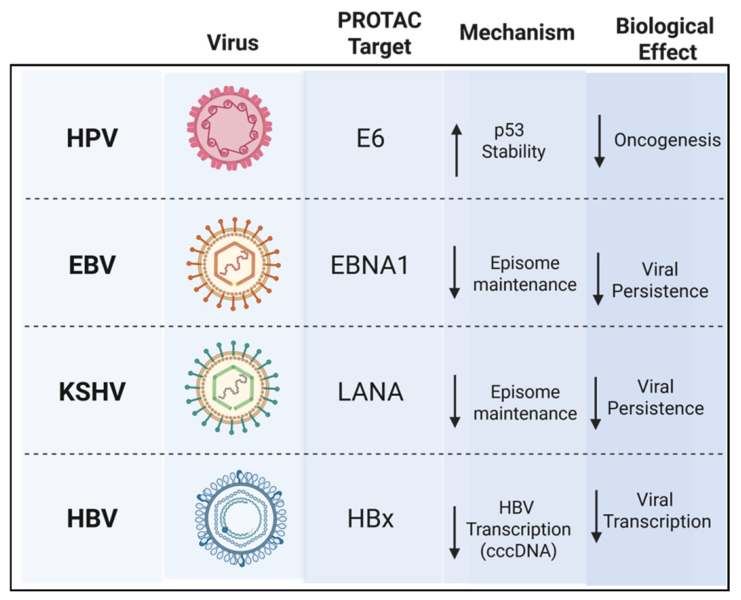 Viruses 18 00658 g002 Viruses 18 00658 g002