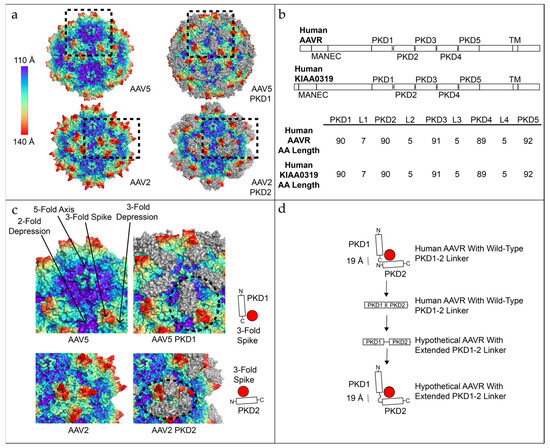 Viruses 18 00744 g001