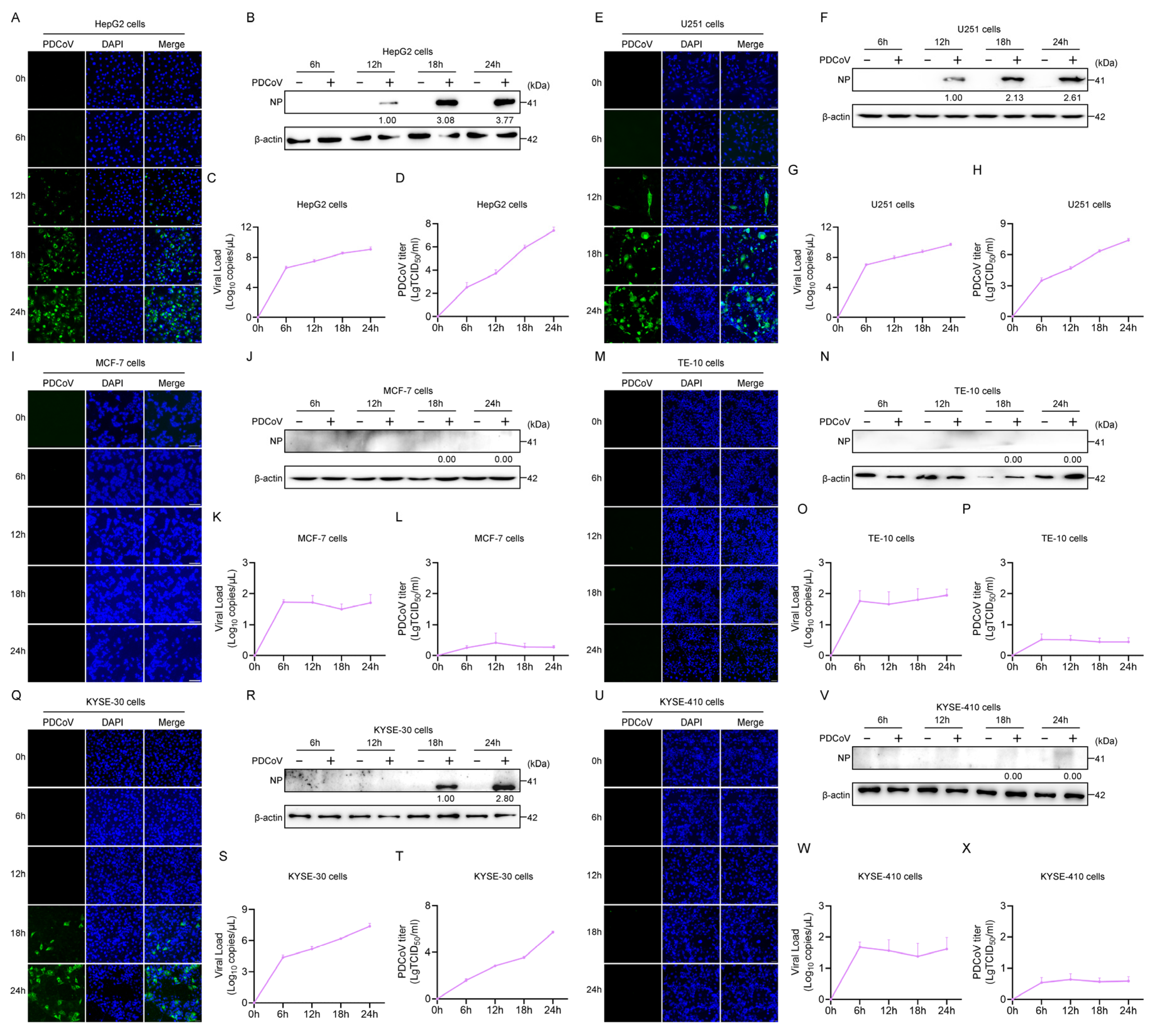 Viruses 18 00776 g003 Viruses 18 00776 g003