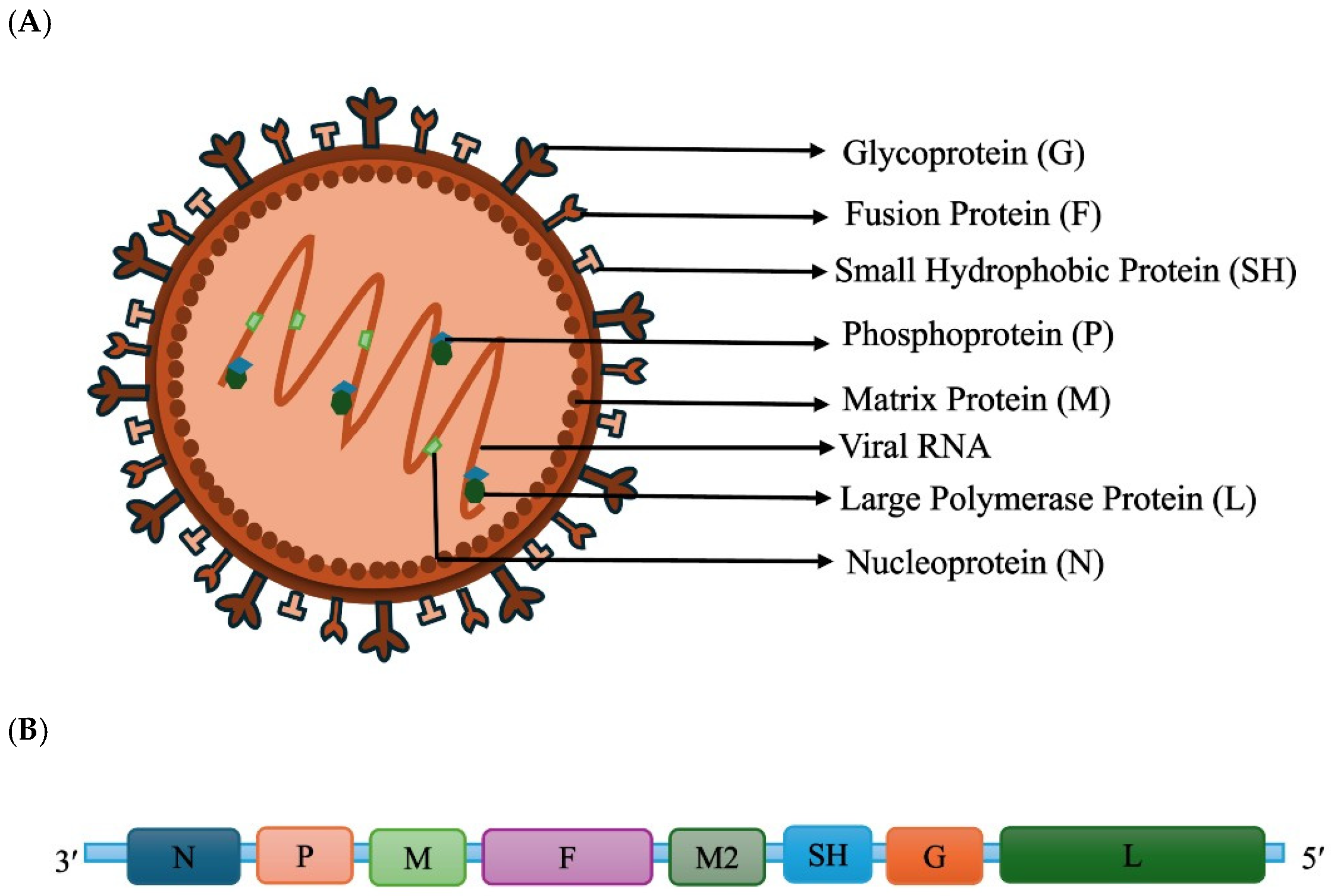 Viruses 18 00781 g001 Viruses 18 00781 g001
