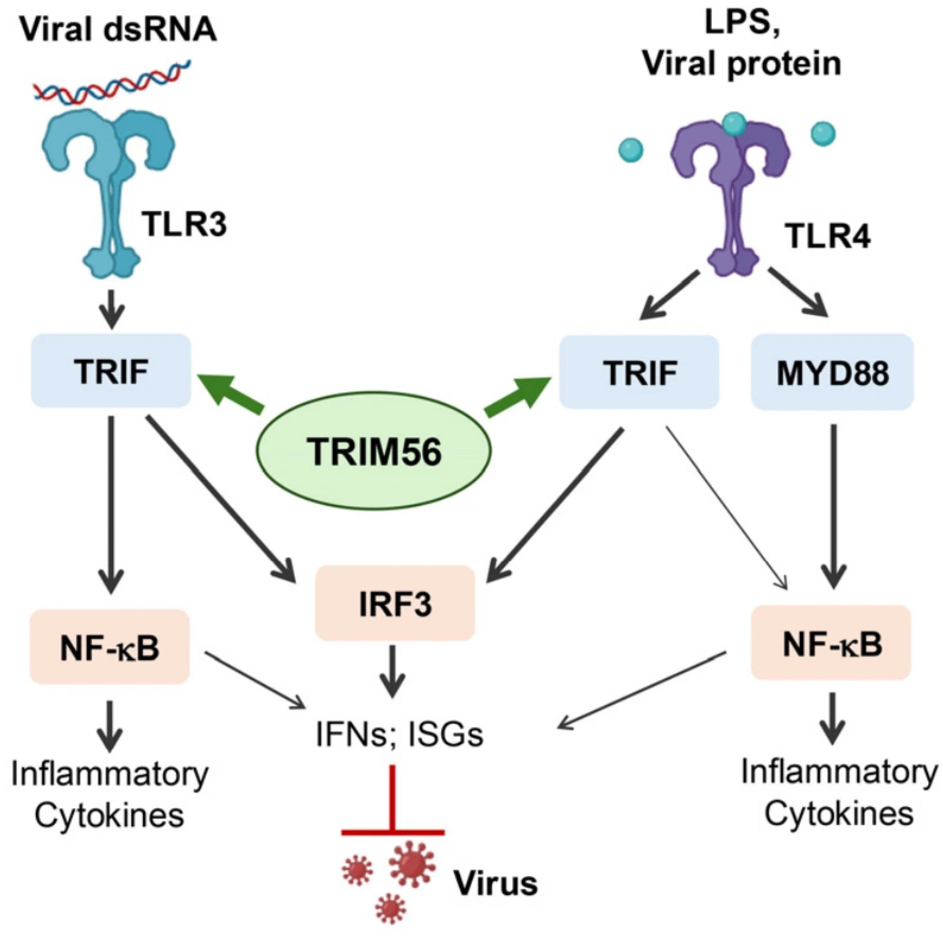 Viruses 18 00792 g005 Viruses 18 00792 g005